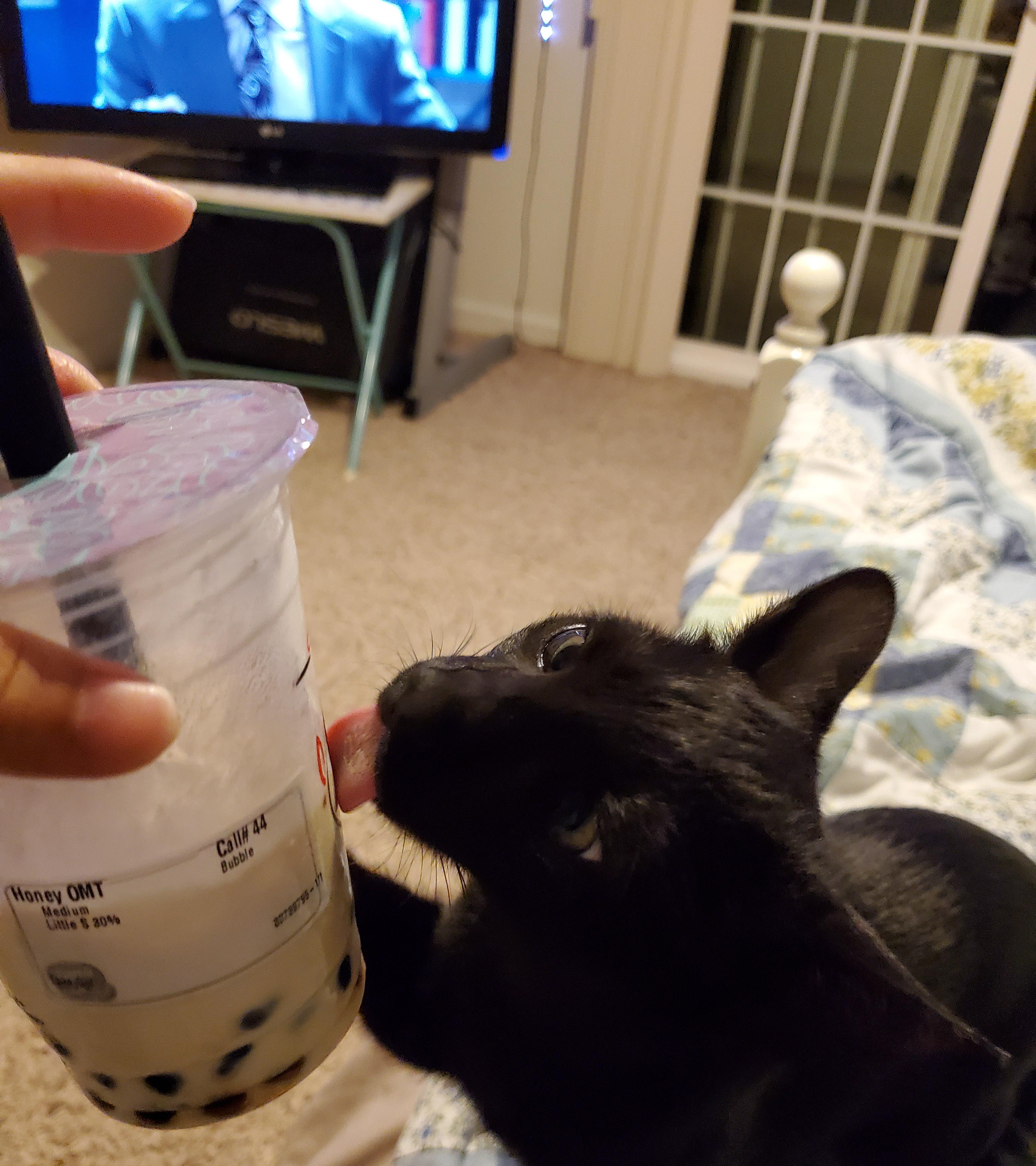 Lincoln loves licking the condensation off cold drinks r/cats