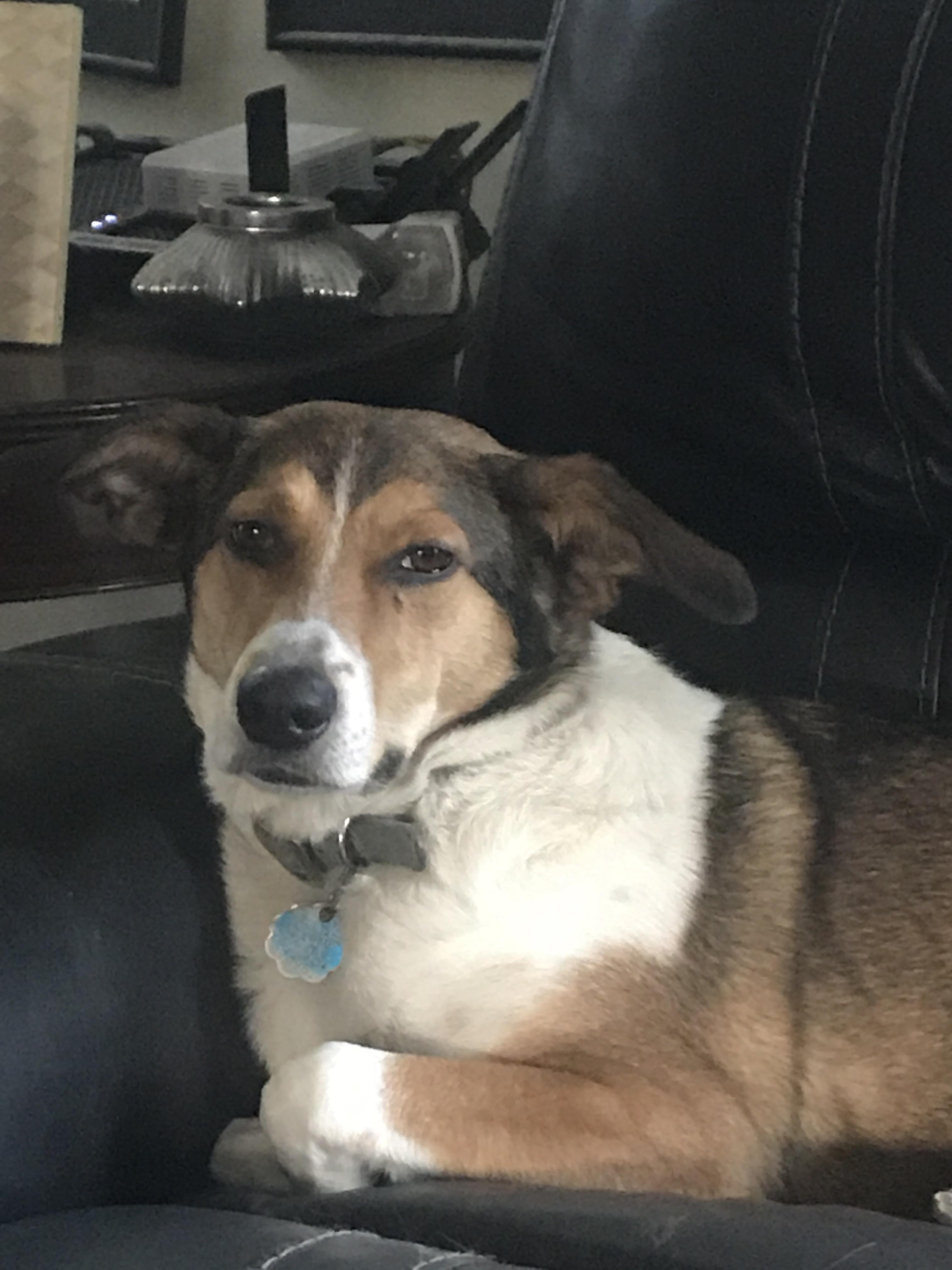 This is how my dog looks at me when I pet my other dogs r