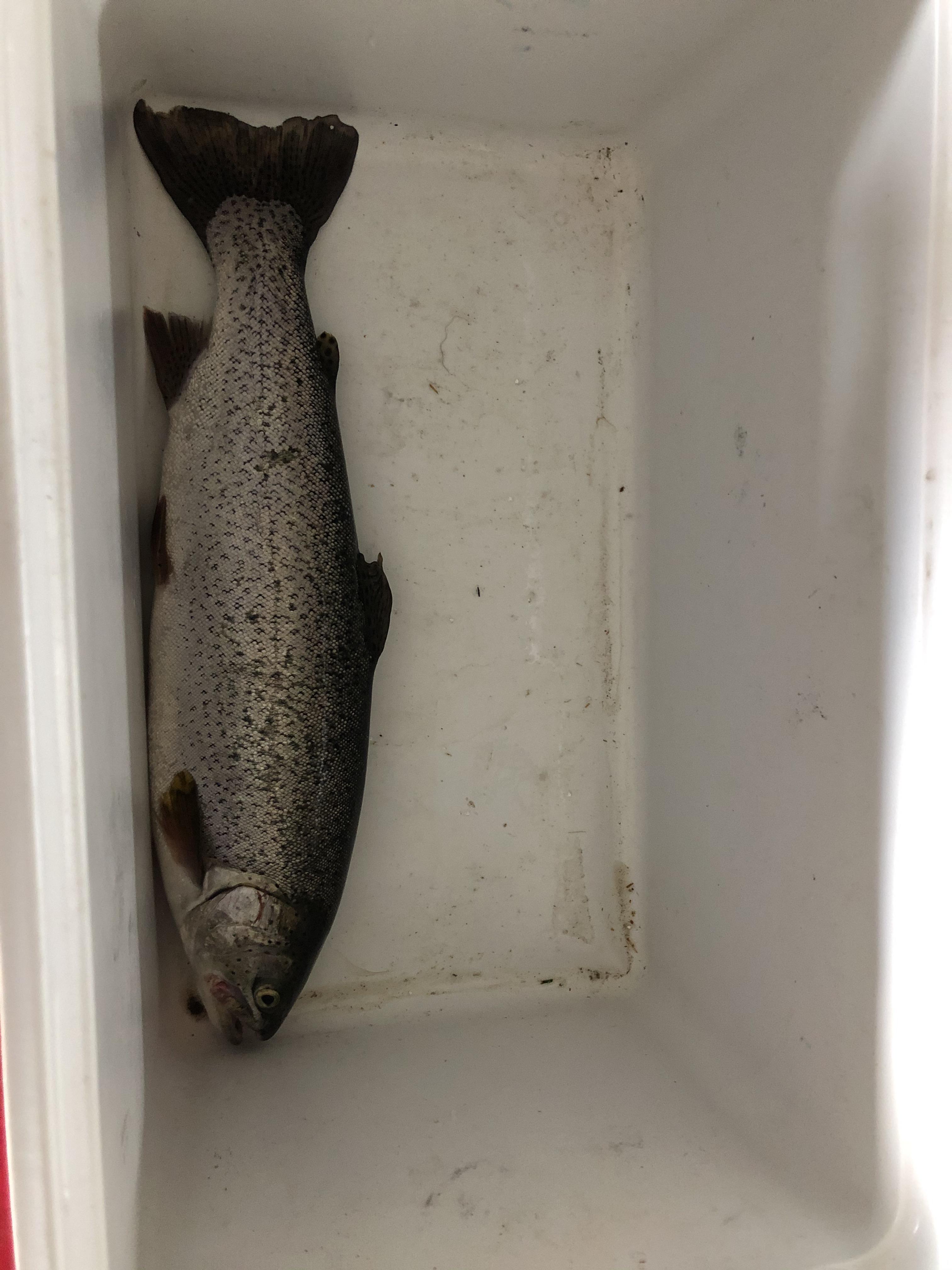 173/4” rainbow trout out of carter lake this AM. Colorado r/Fishing