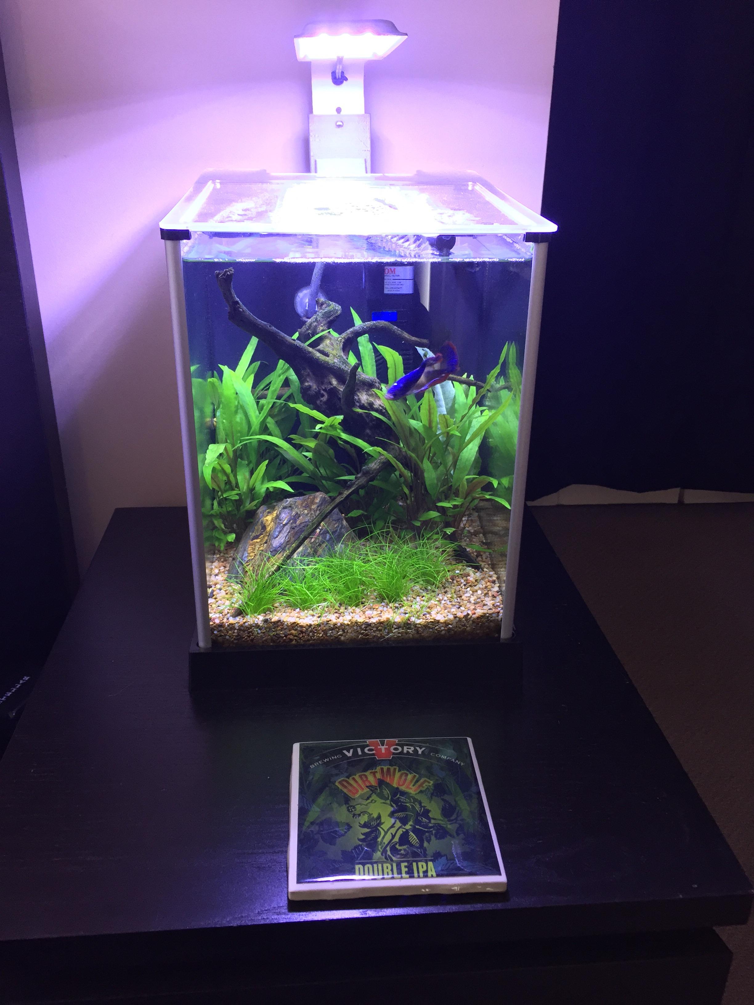 My Fluval Spec 3 Planted Betta Tank 4 Months r/bettafish