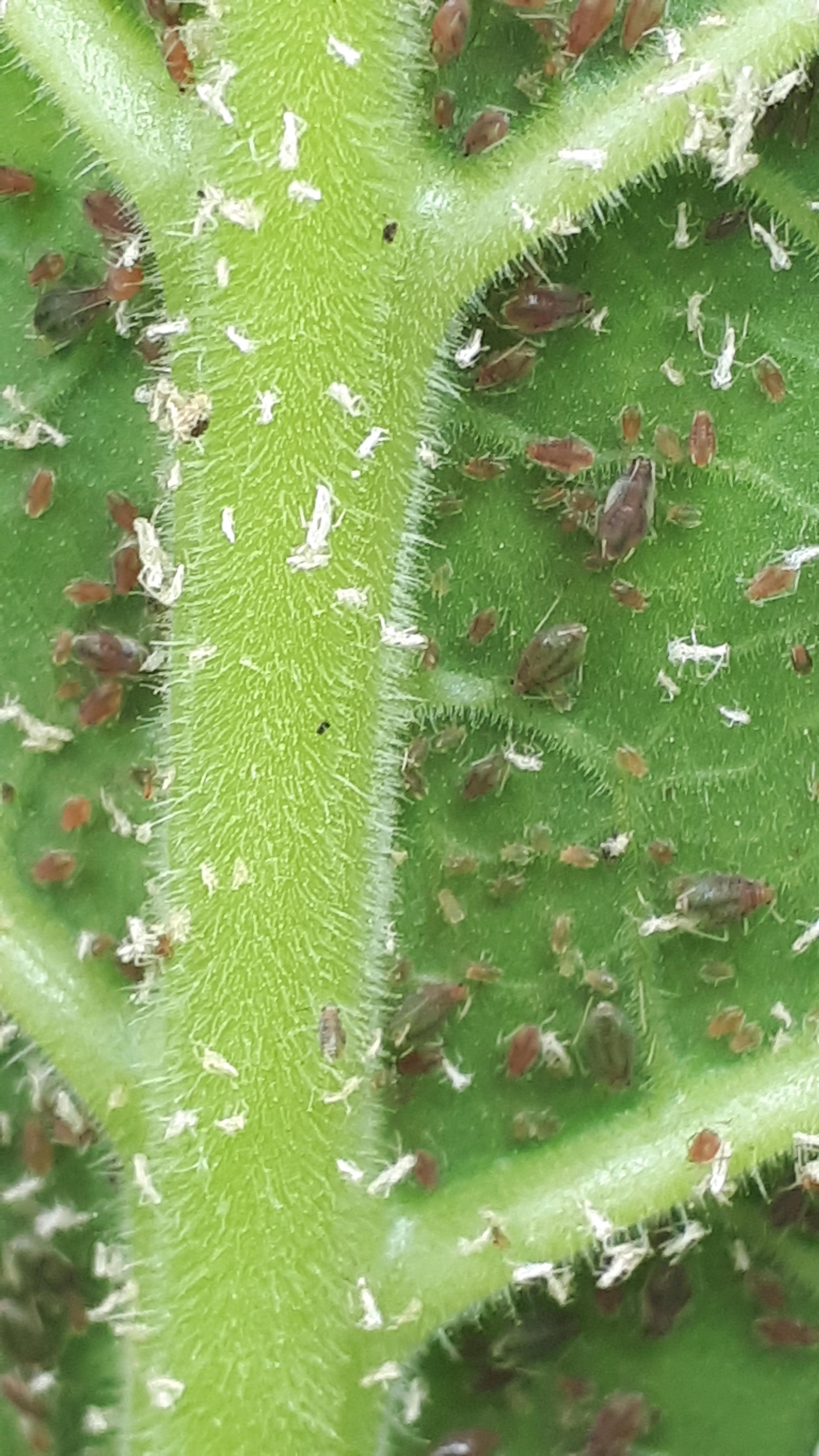 Aphids right? They covered the bottom of my only two tabacco plants. No