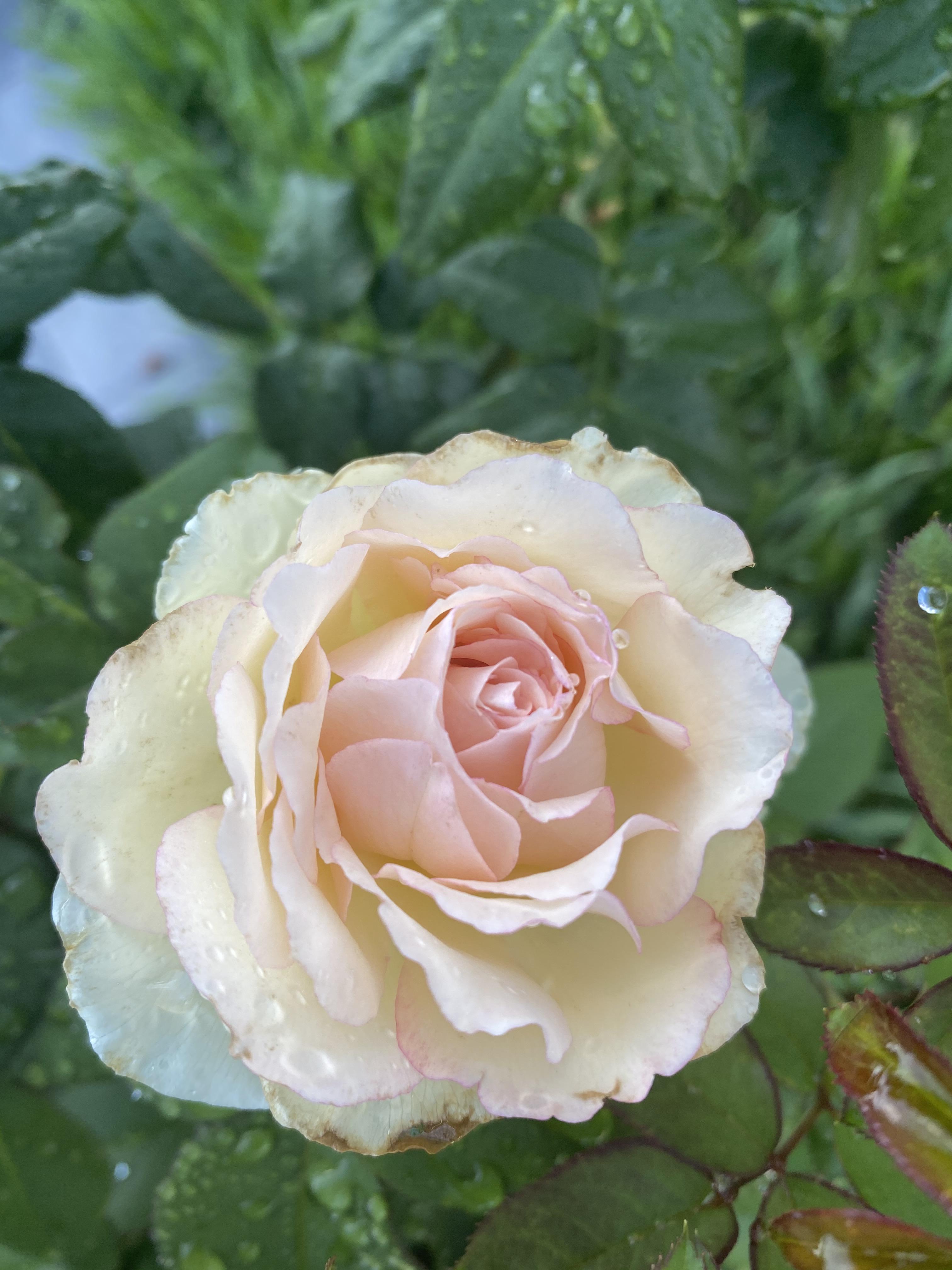 The roses are coming to life r/gardening