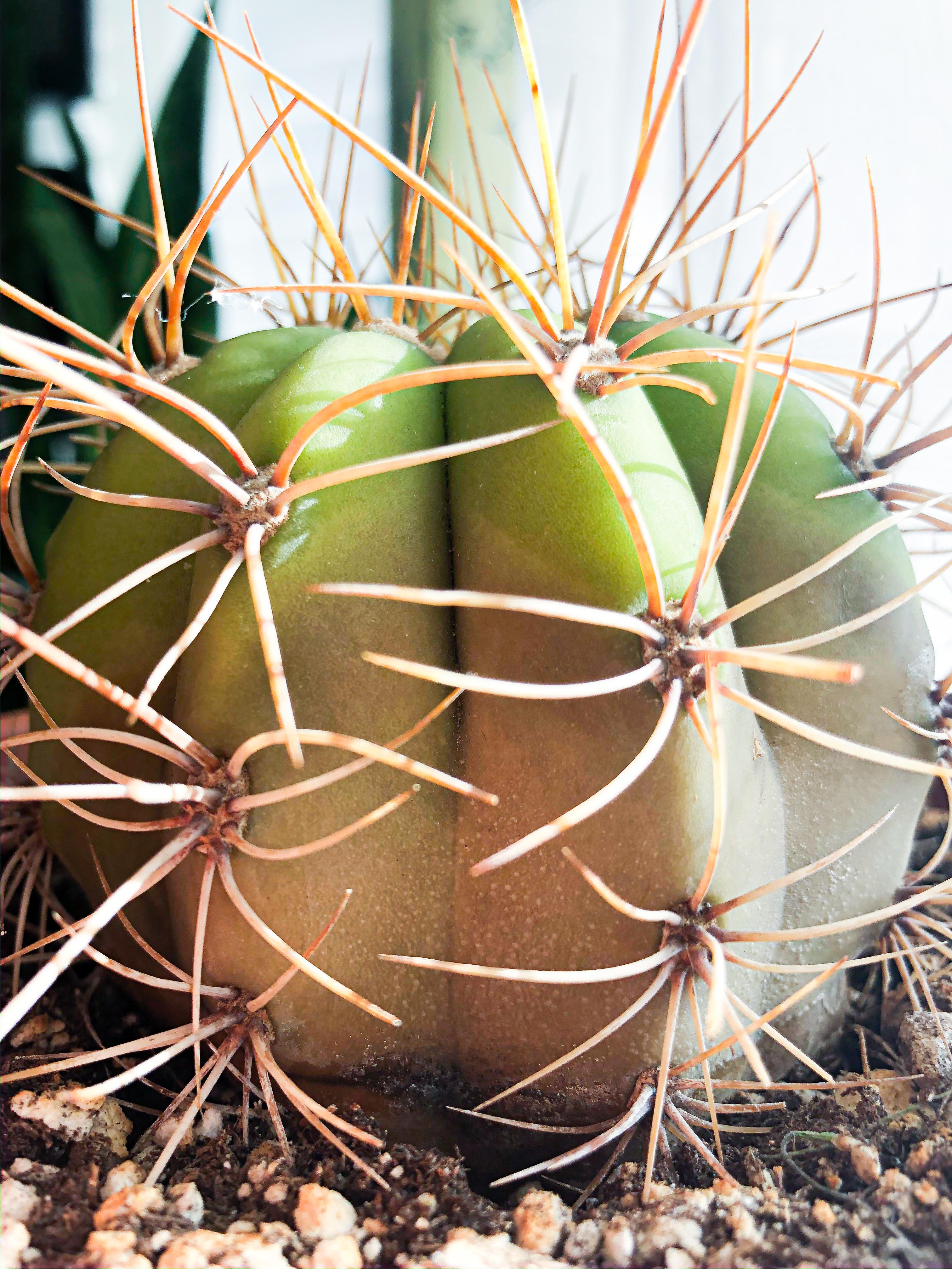 My Melocactus started rotting from the base but only on one side; I