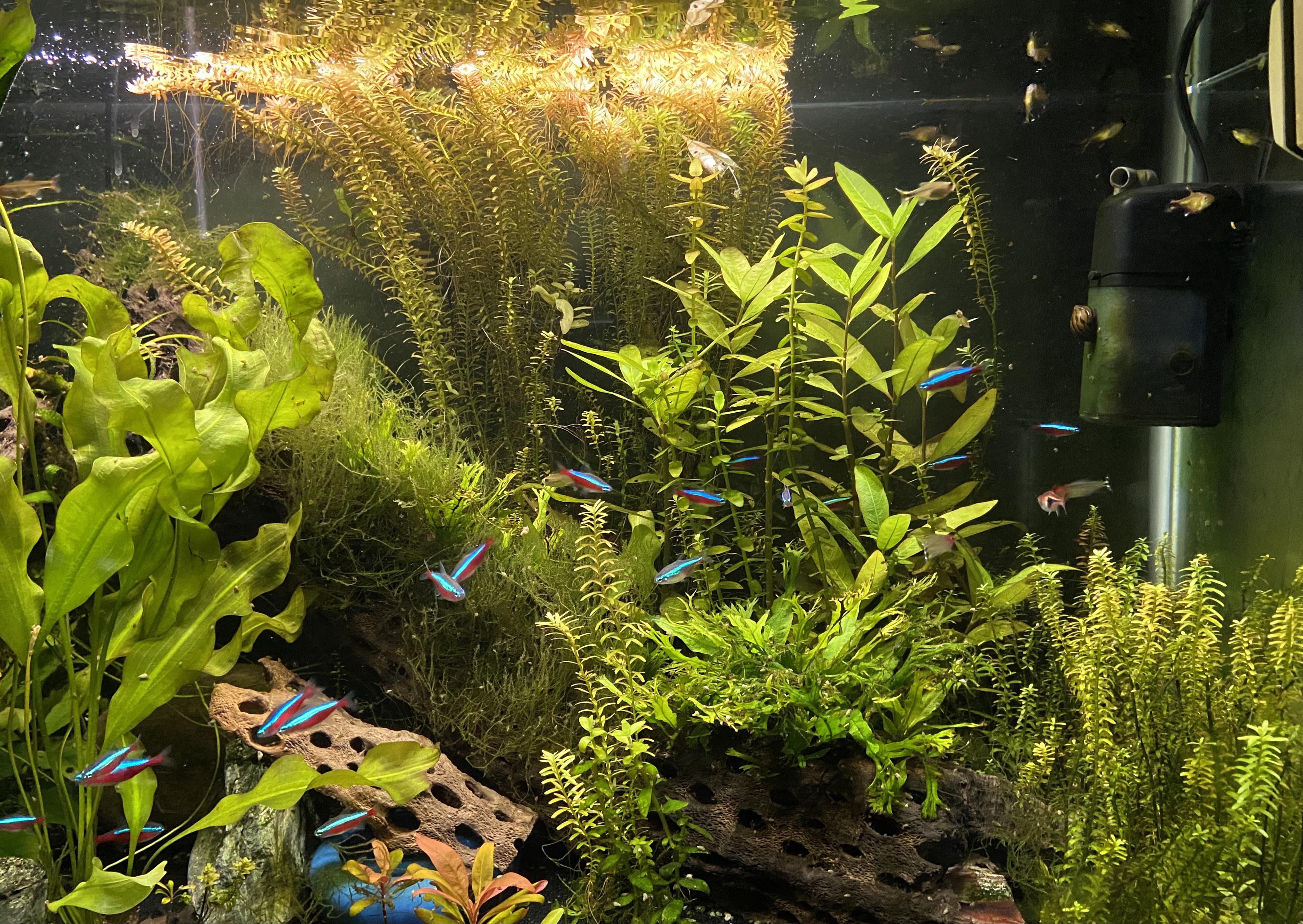 You can never have too many plants r/PlantedTank
