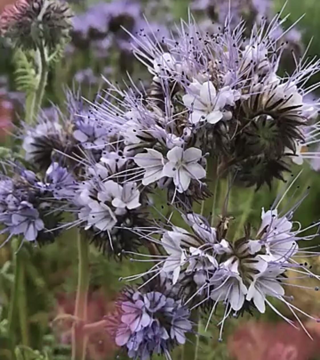 Common PNW flower r/whatsthisplant