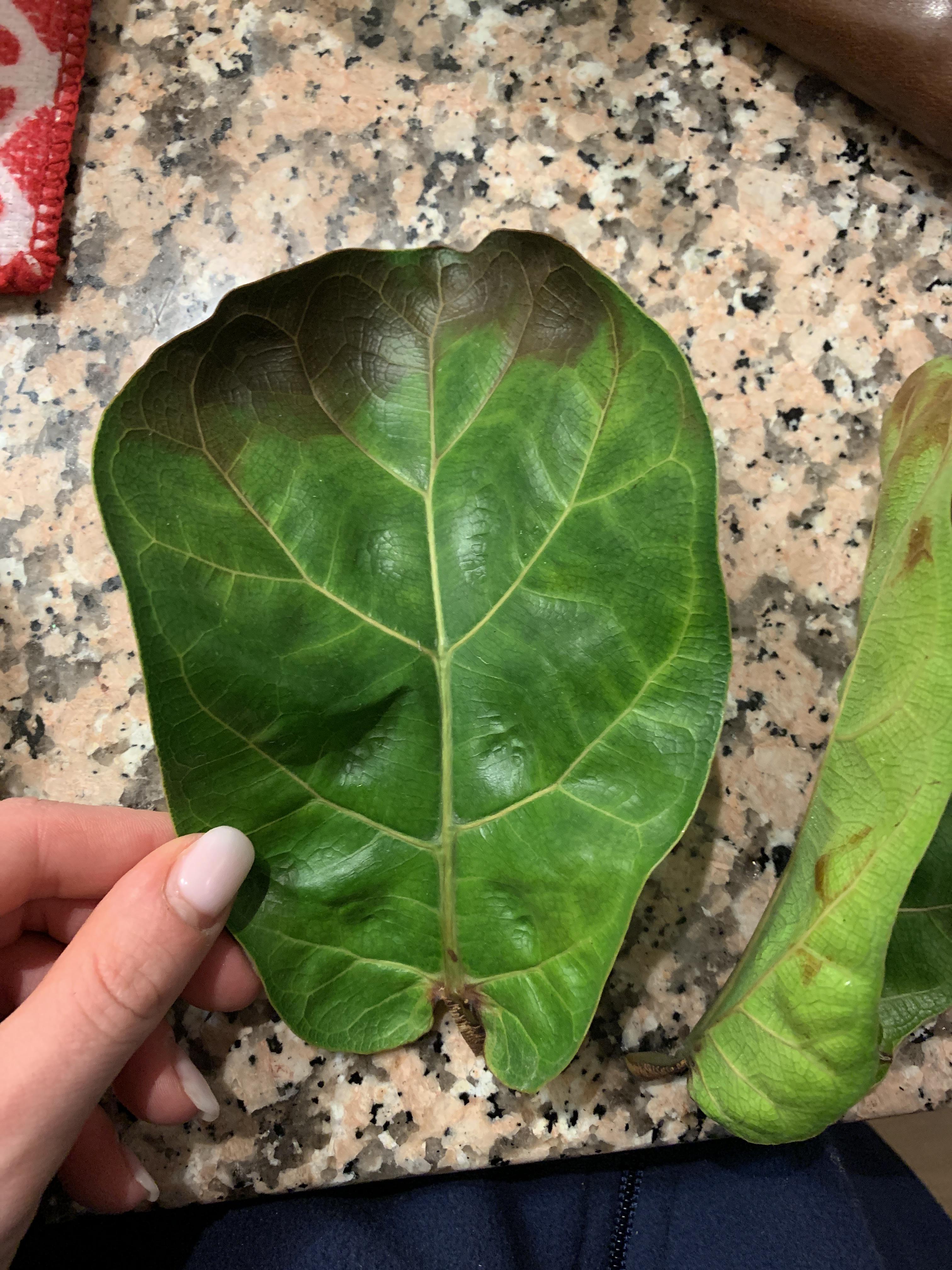 Help! My fiddle leaf ficus had leaves turning yellow and dropping off