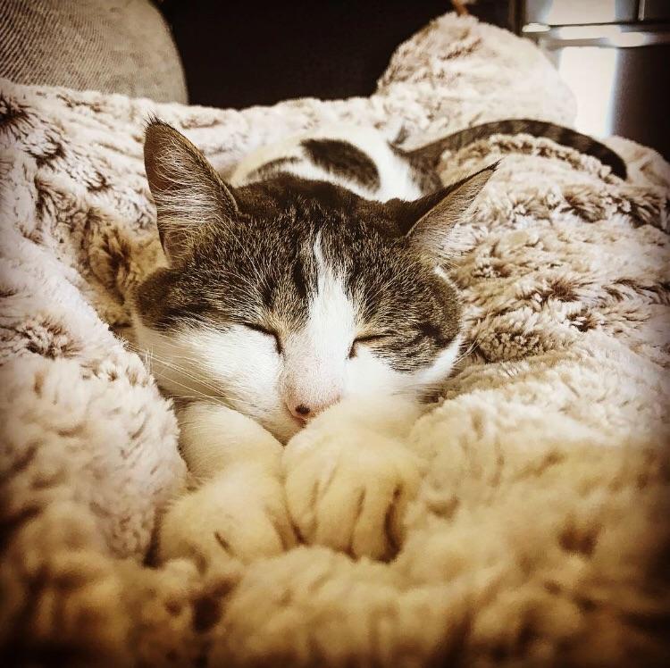 Got a new blanket to trick my cat into cuddling more r/catpictures