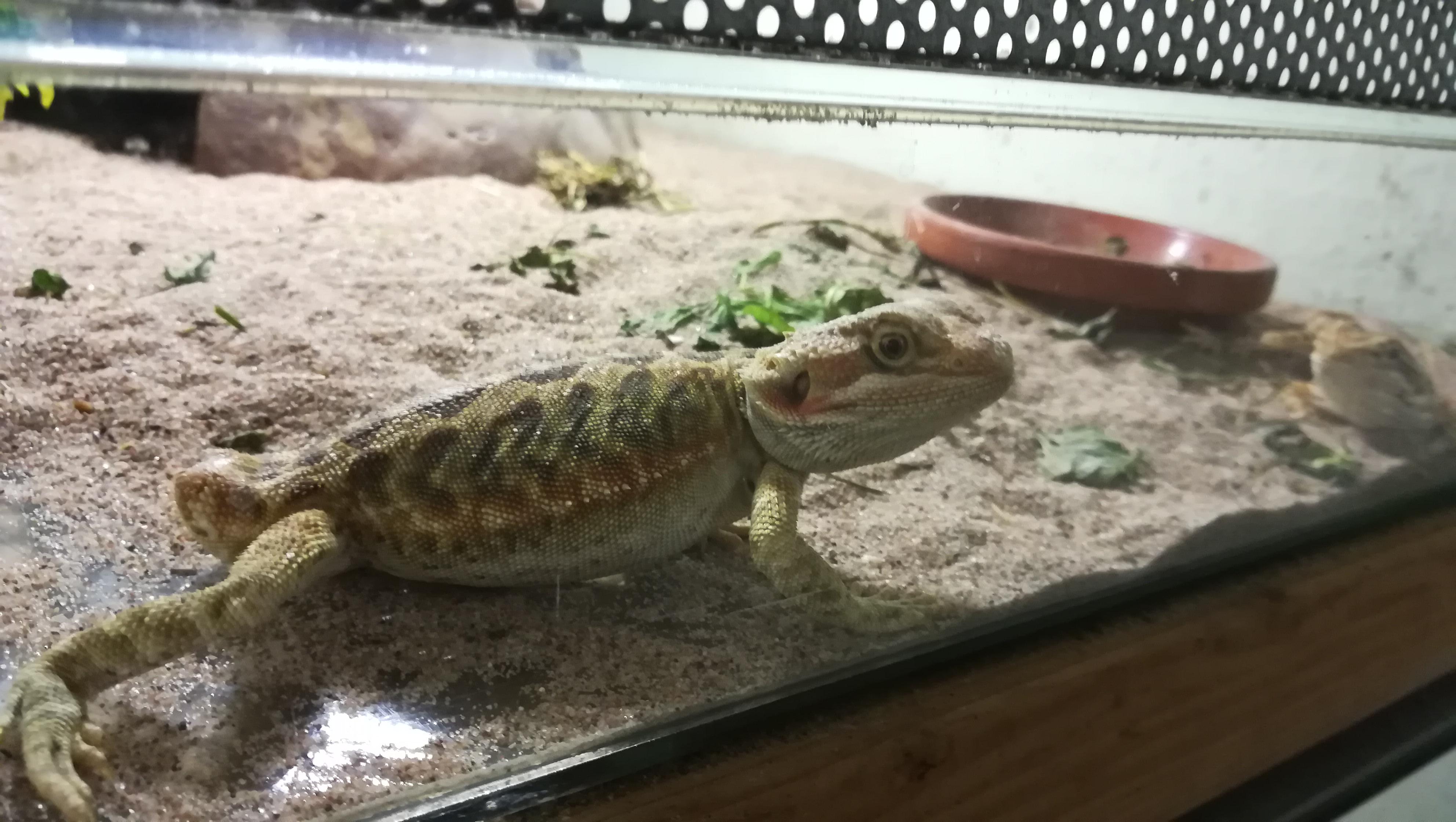 Saw this little dude at my local reptile shop. Even though he has a