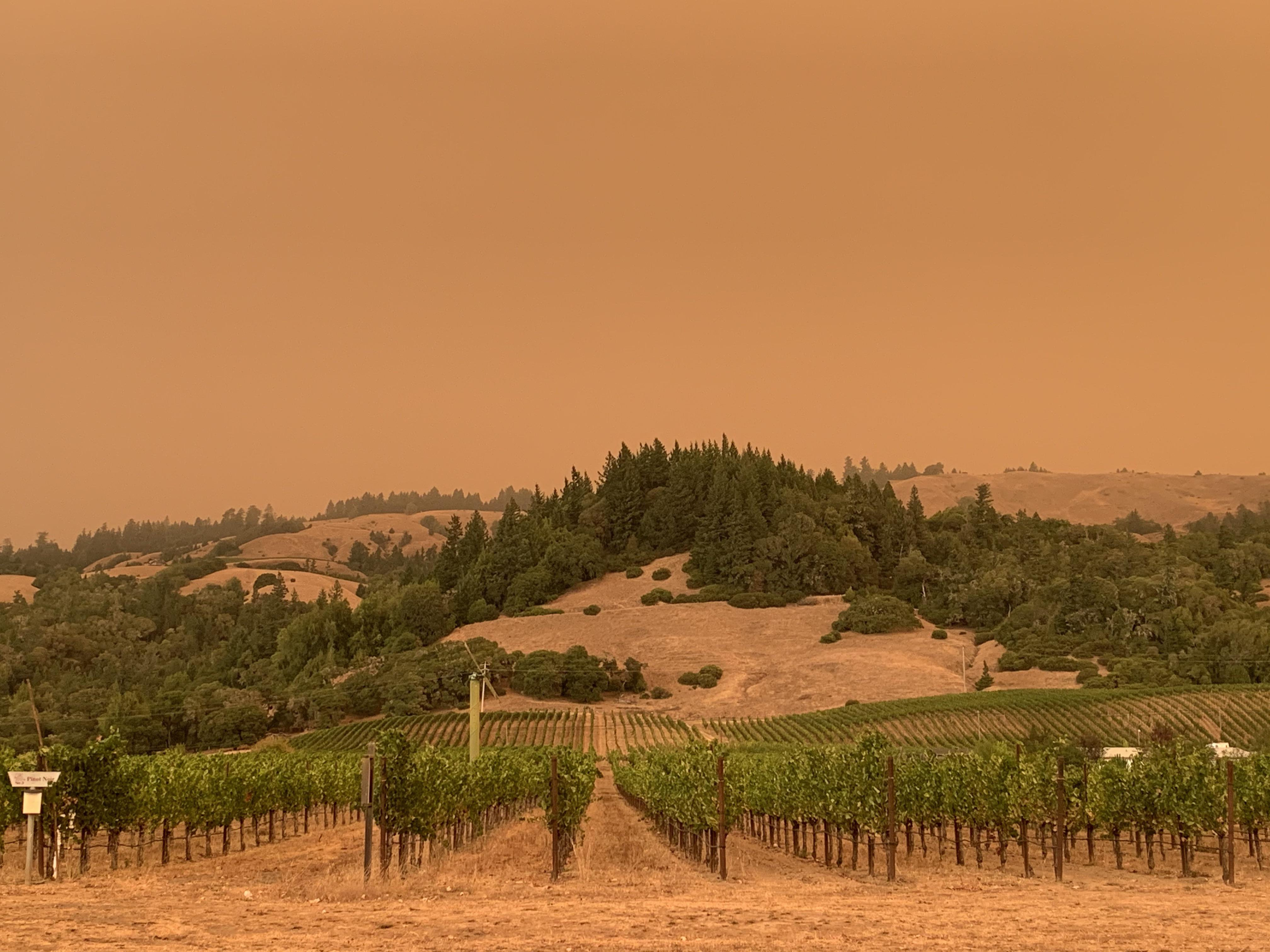 California wine country (Philo, Mendocino) Sept 8, 2020. The vines in