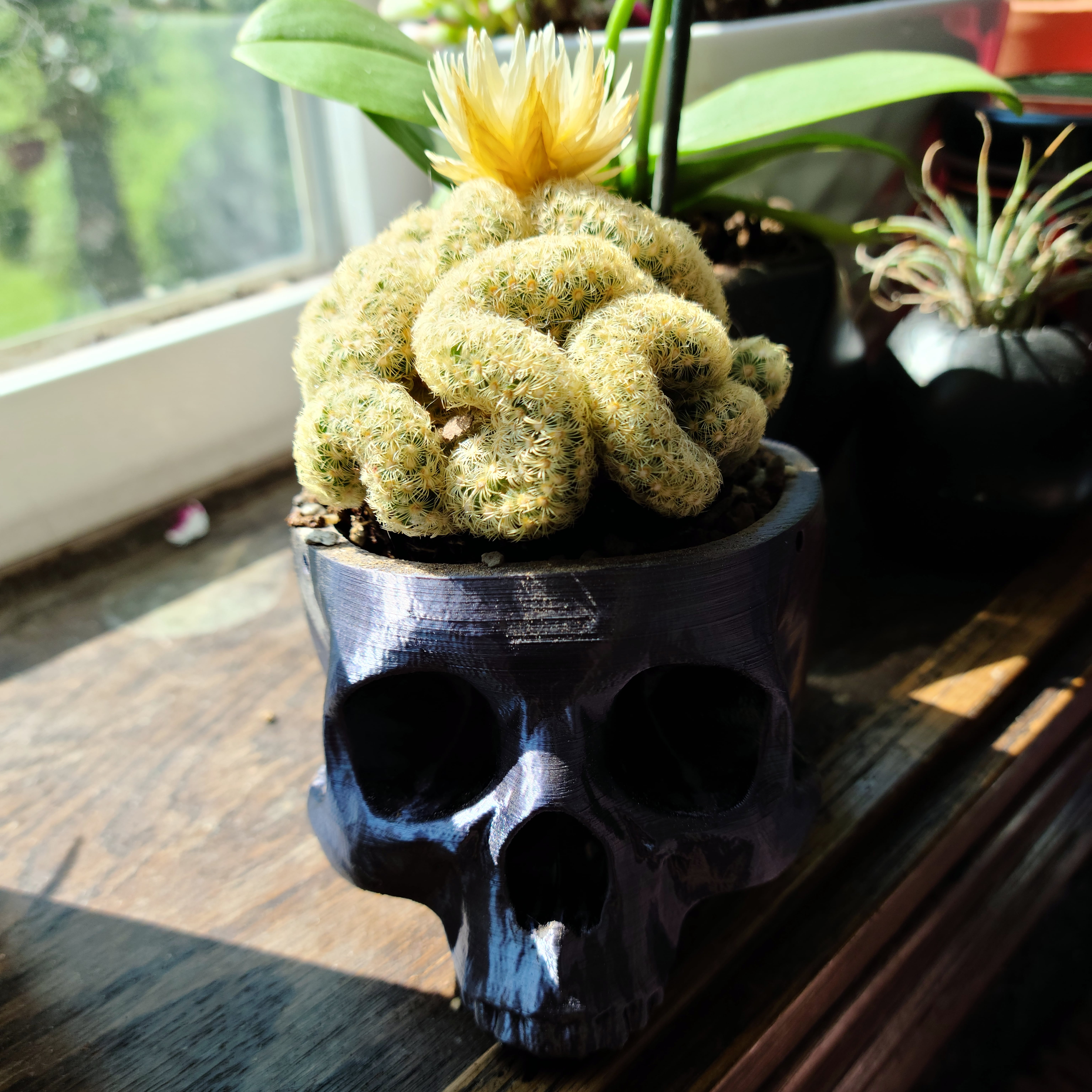 Brain Cactus repotted into a Skull Planter. I thought they fit. (Was