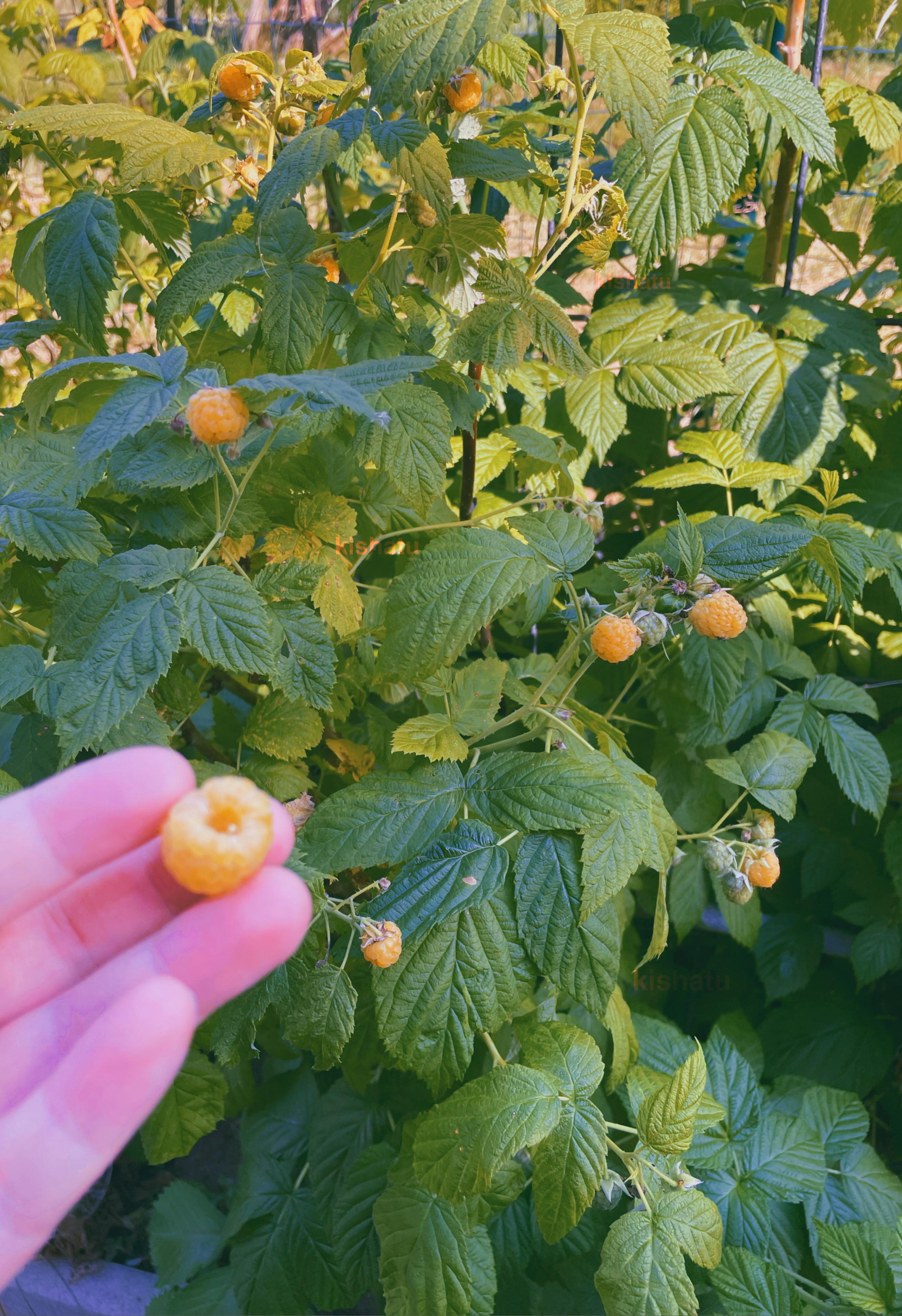 Real life golden razz berries RealLifeShinies
