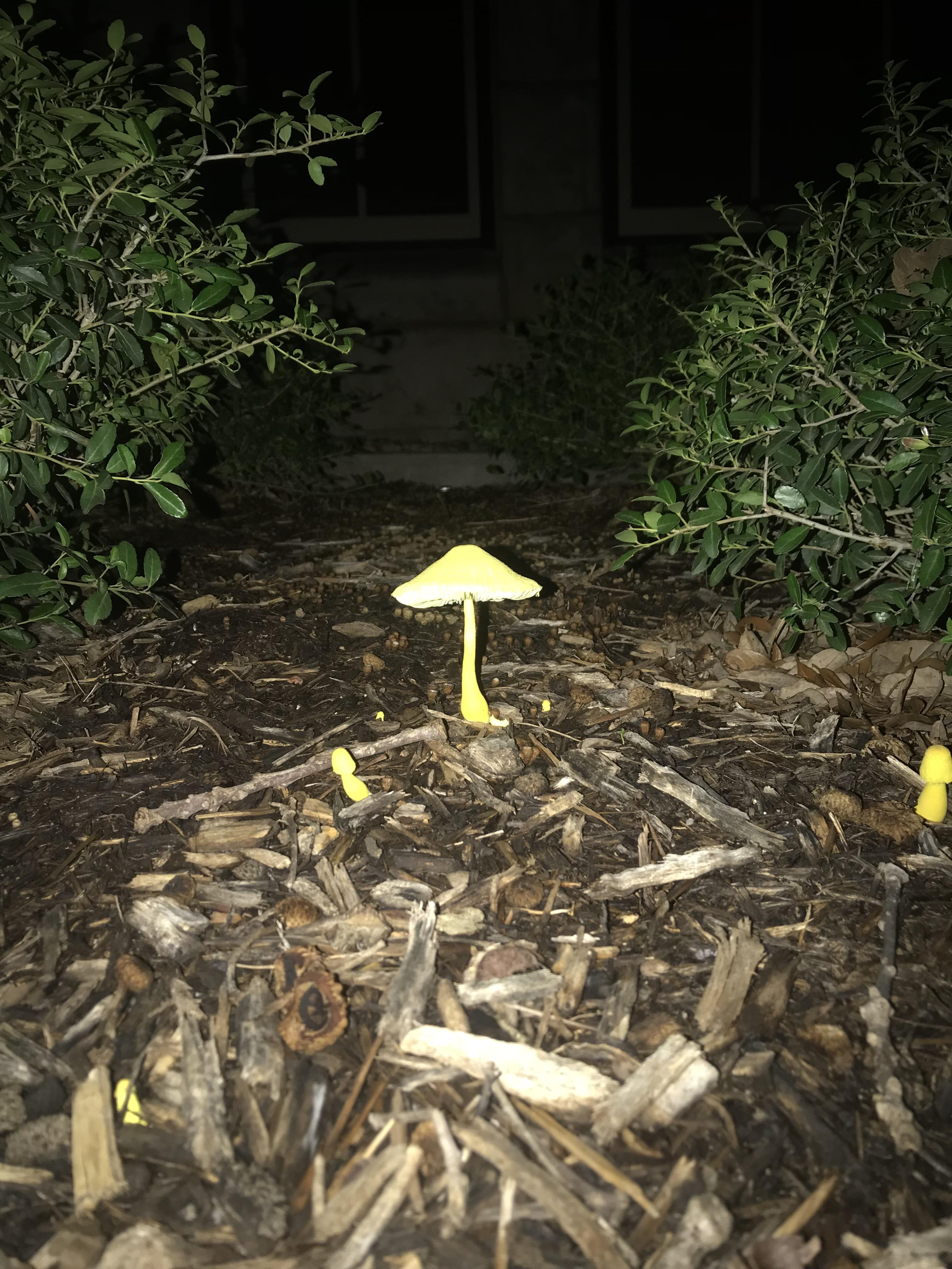 Yellow mushroom : r/Austin