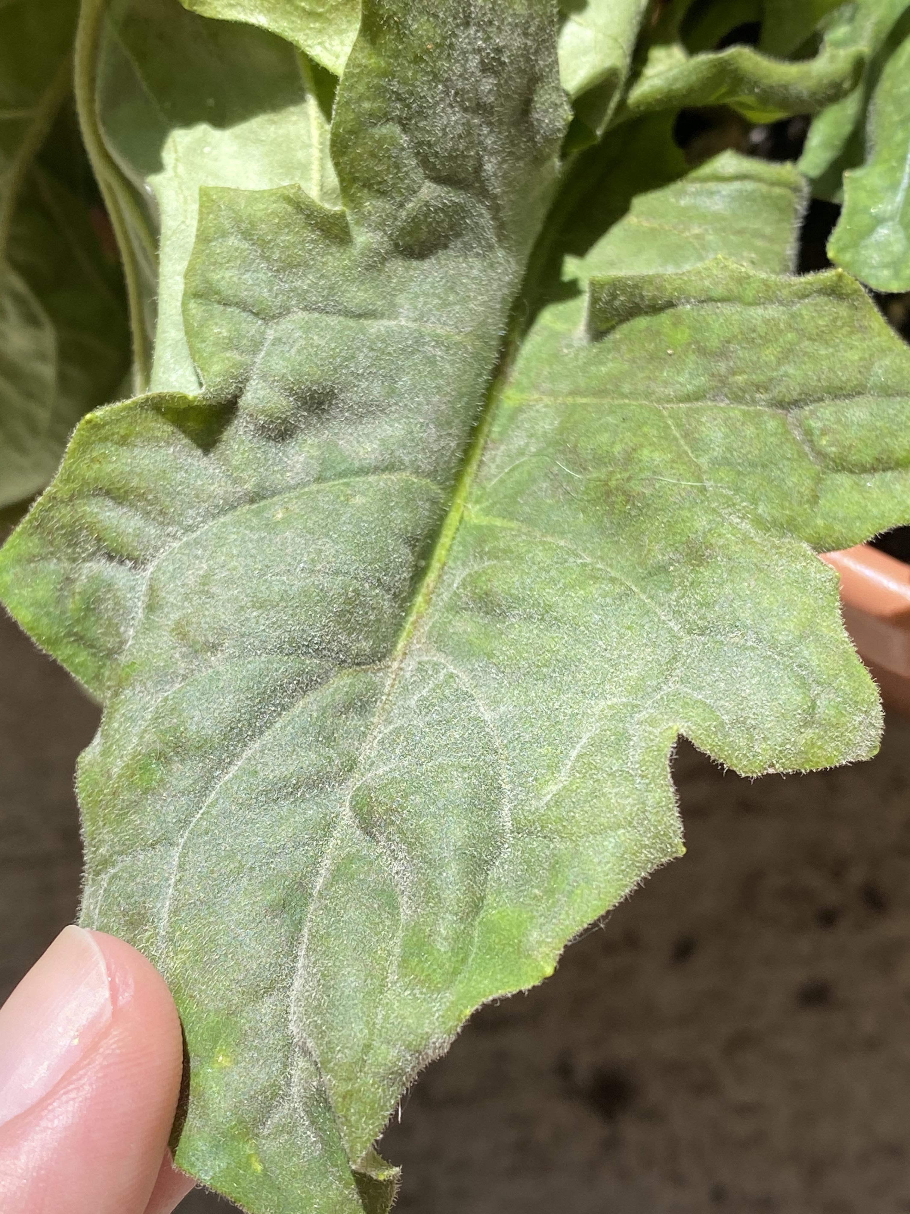 Gerbera Daisy is wilting and has white powder on some leaves. Powdery