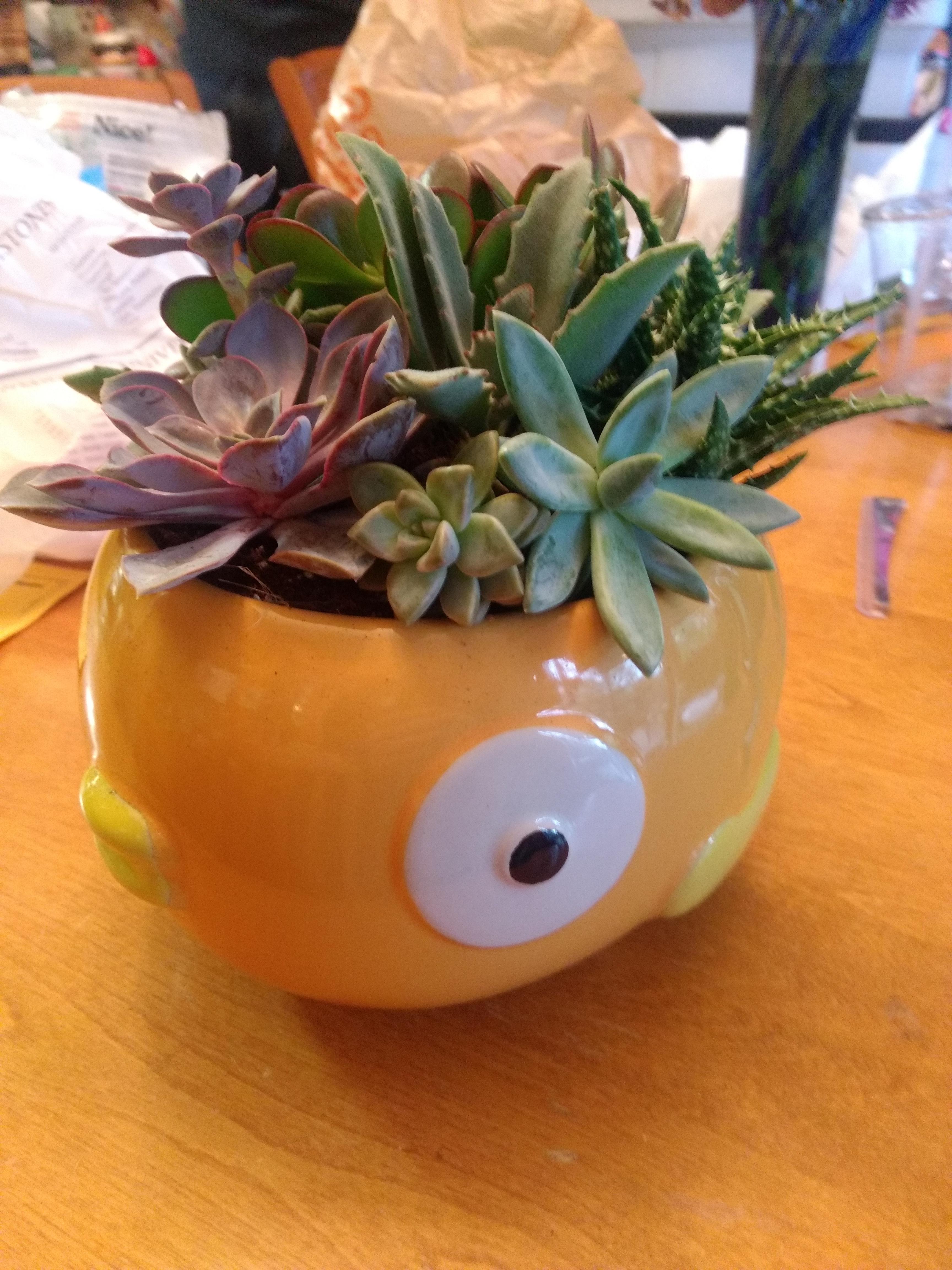 Took my friend out succulent shopping for the first time. Look at this