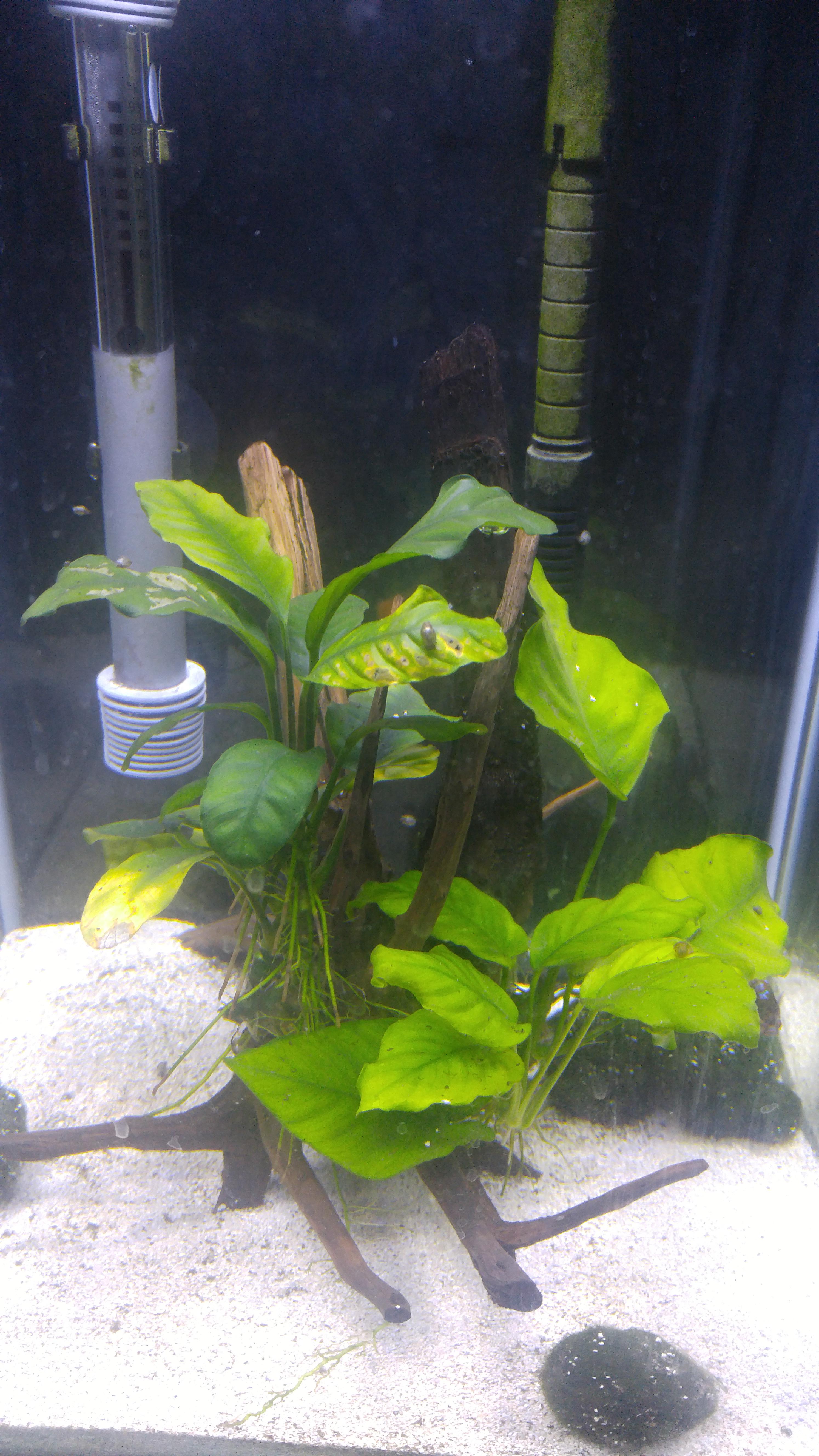 why is my anubias turning yellow? r/PlantedTank
