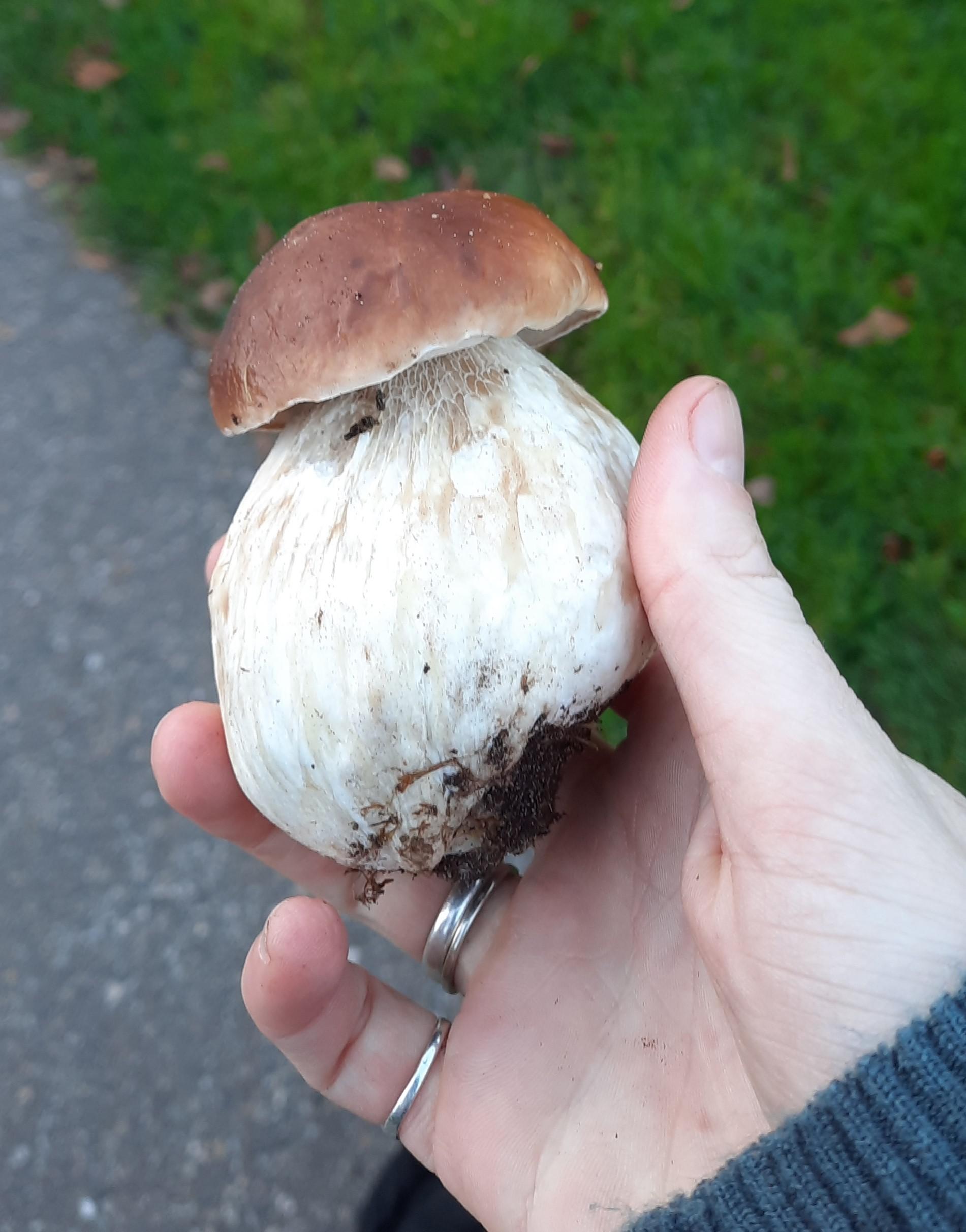 perfect porcini! r/foraging