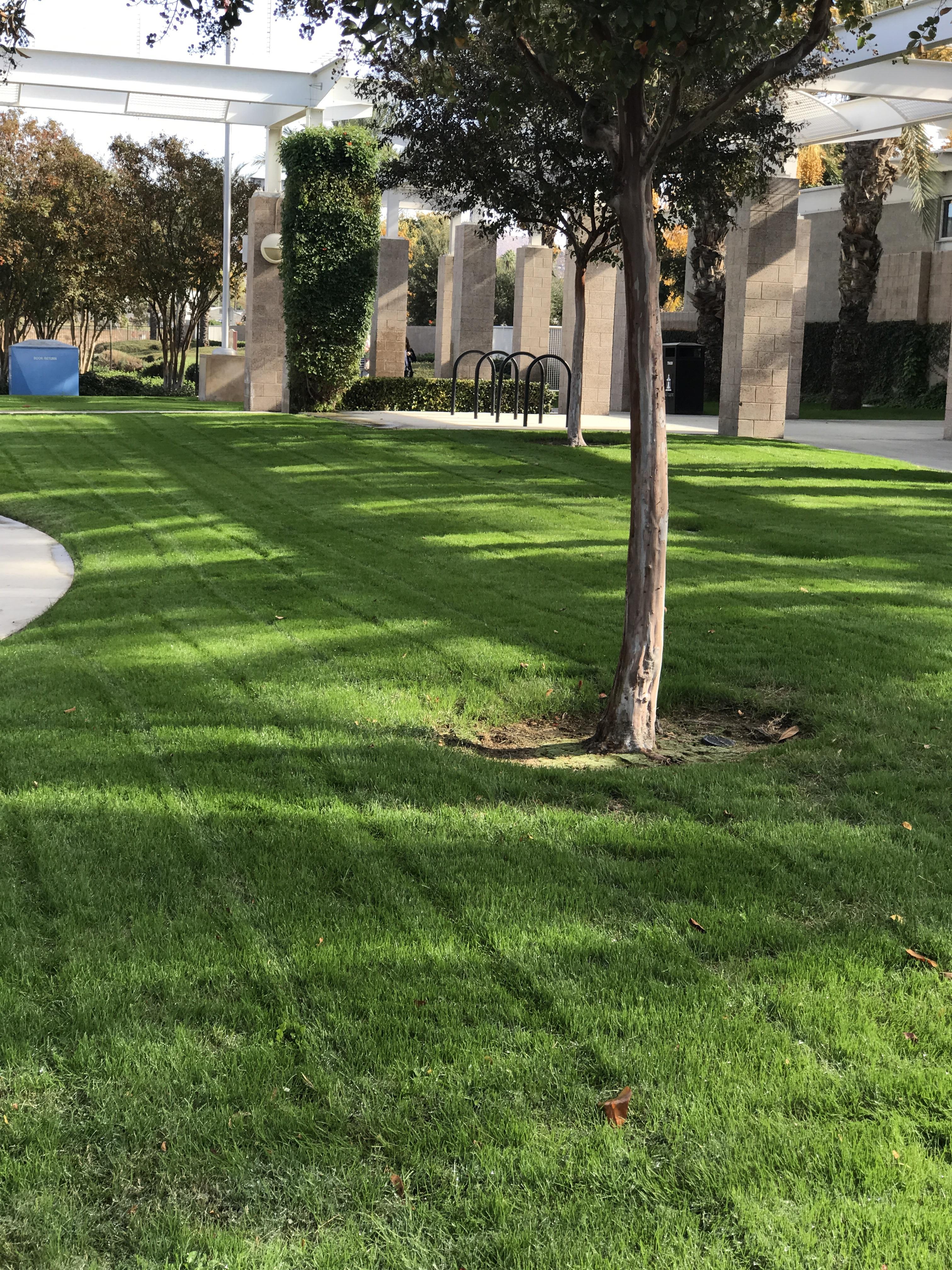 First mow after November Overseeding looking good. r/landscaping
