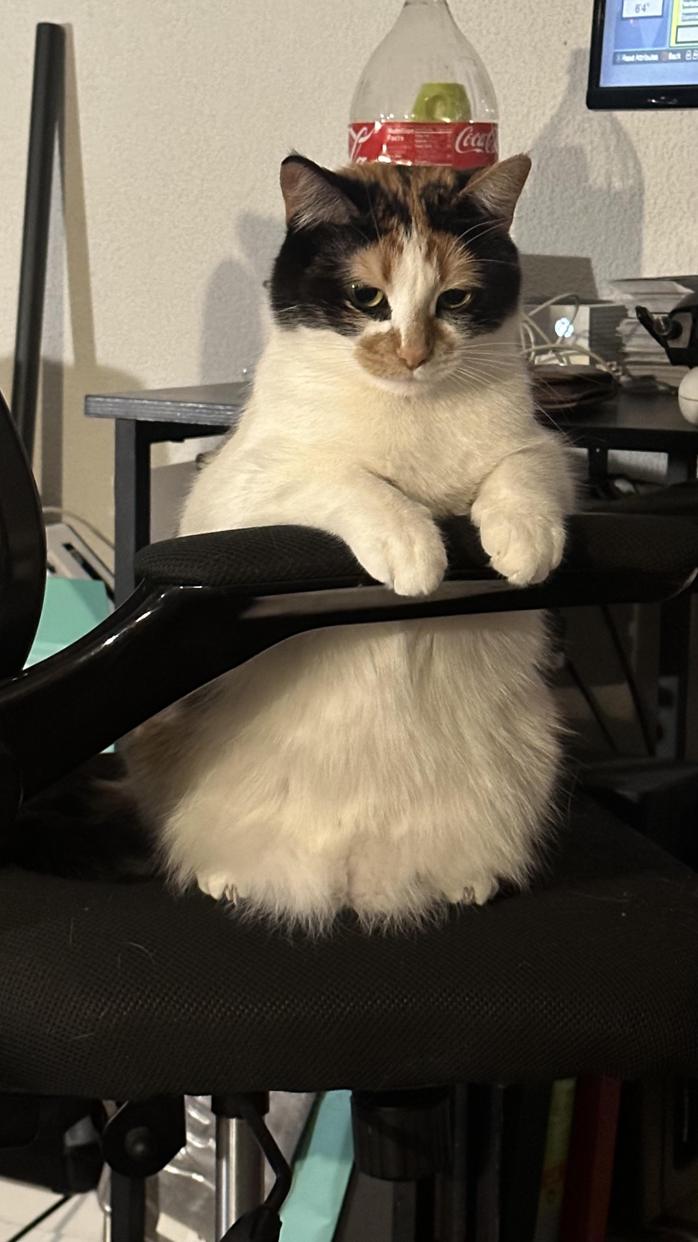 Why does my cat sit like this every day before I leave for work r/cats