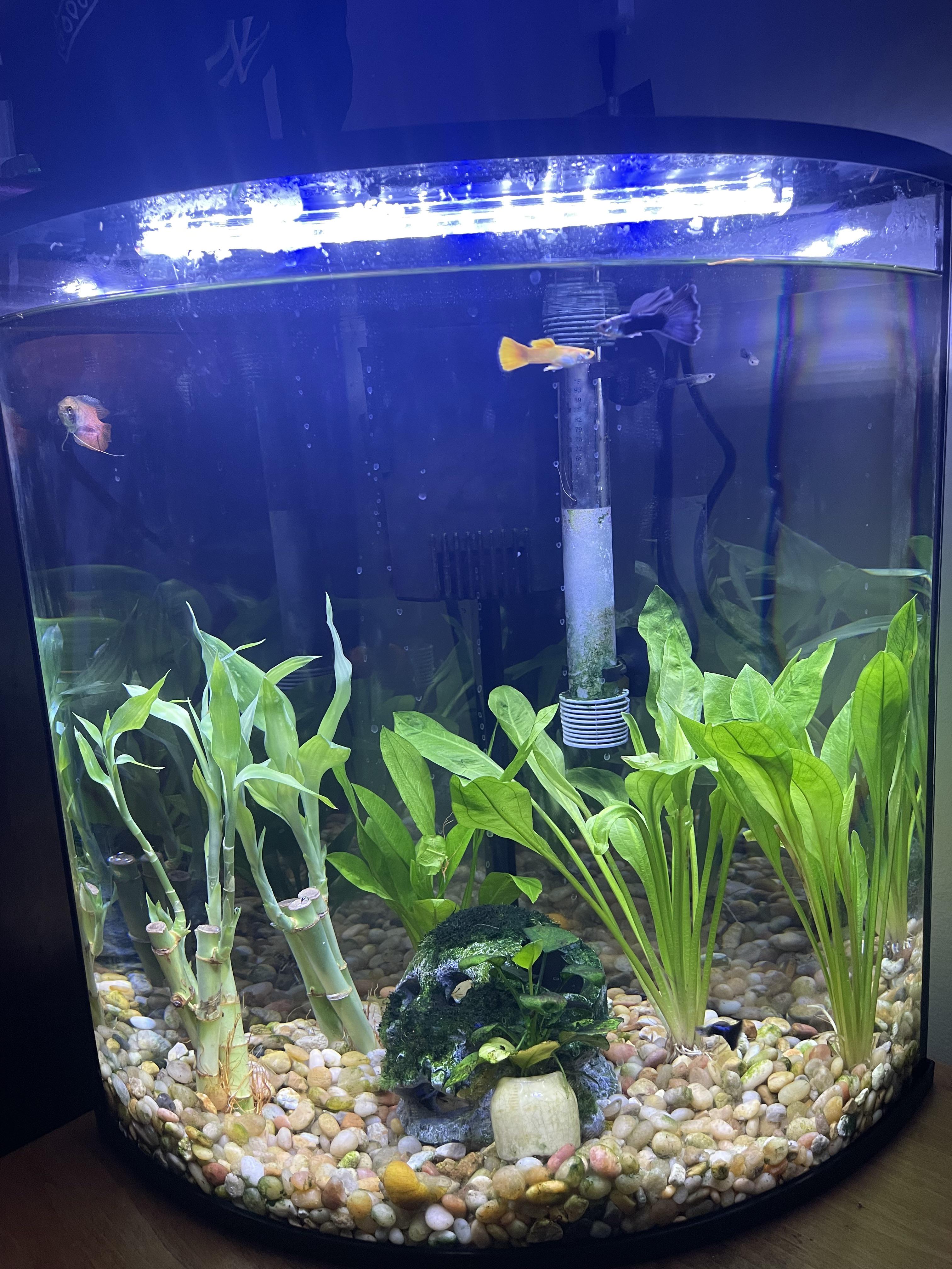 I finally replaced the silk plants in my tank with live plants!! (3