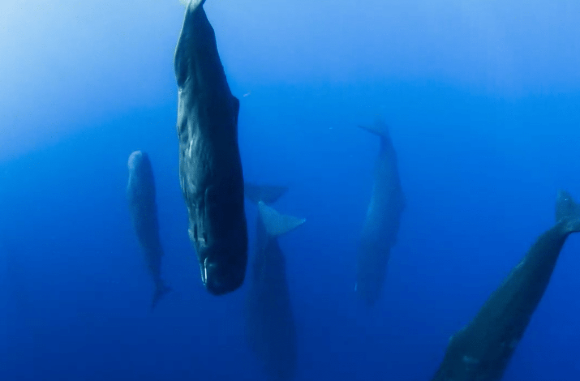 A family of sperm whales sleeping in the Pacific