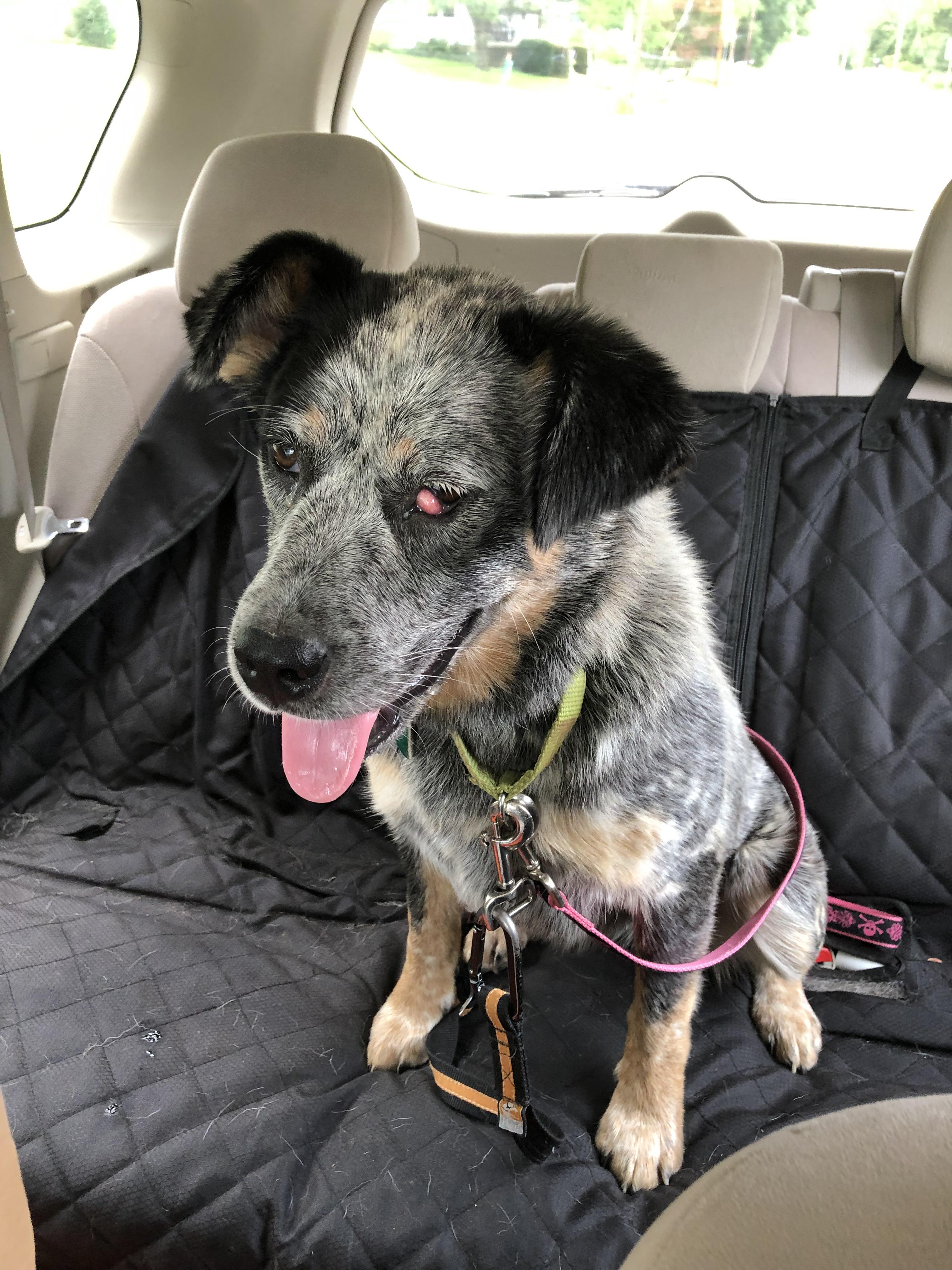 Newest foster Chloe, cherry eye surgery and spray scheduled. 8 mo. old