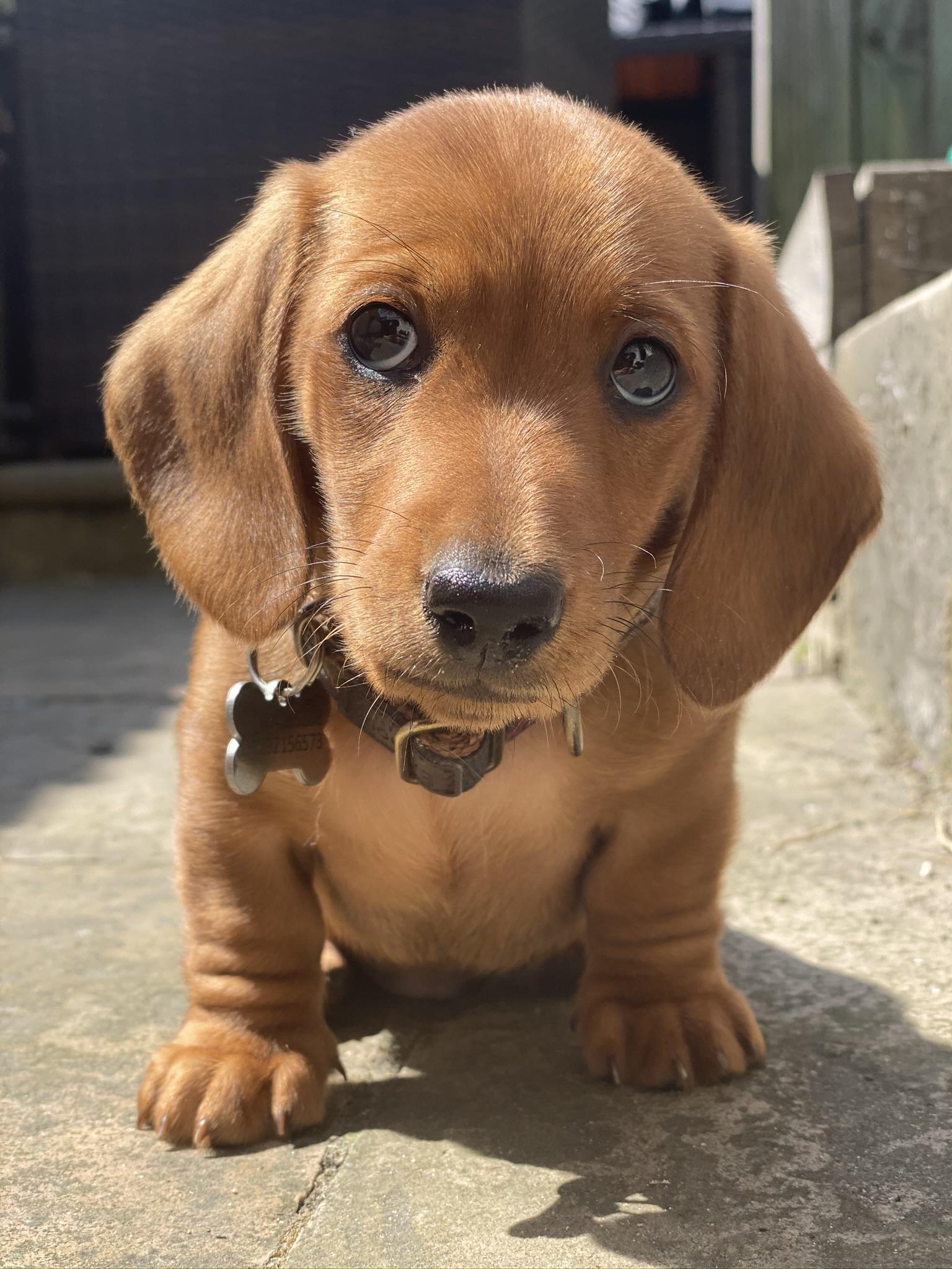 The wrinkles in my boy’s chubby puppy legs are exceptional aww