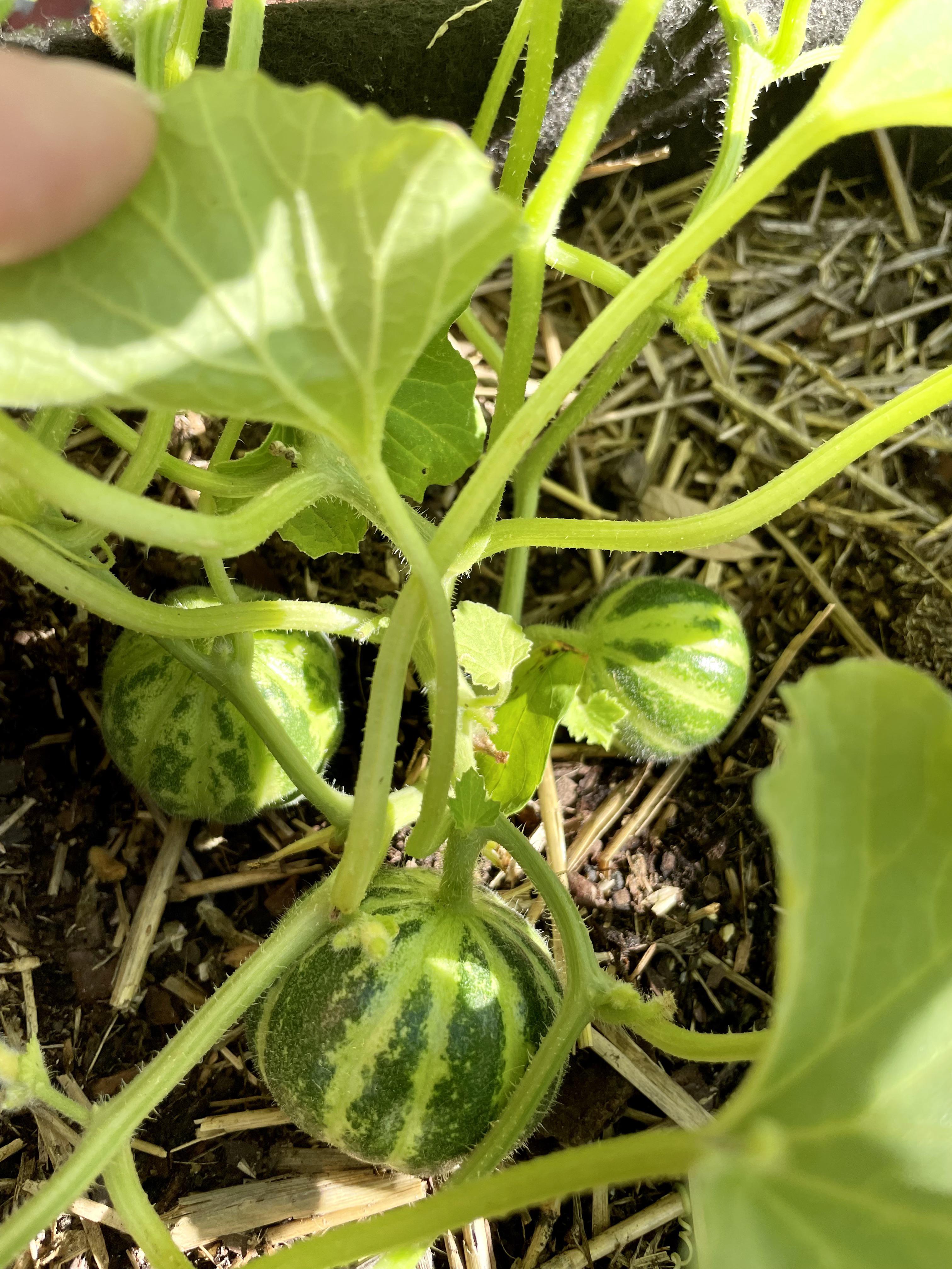 Kajari melons! Anyone tried these before? (Zone 9b FL) r