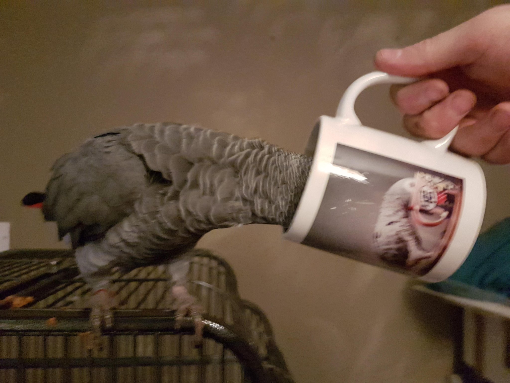 Bird Drinking from a mug with the same bird on the mug drinking from a