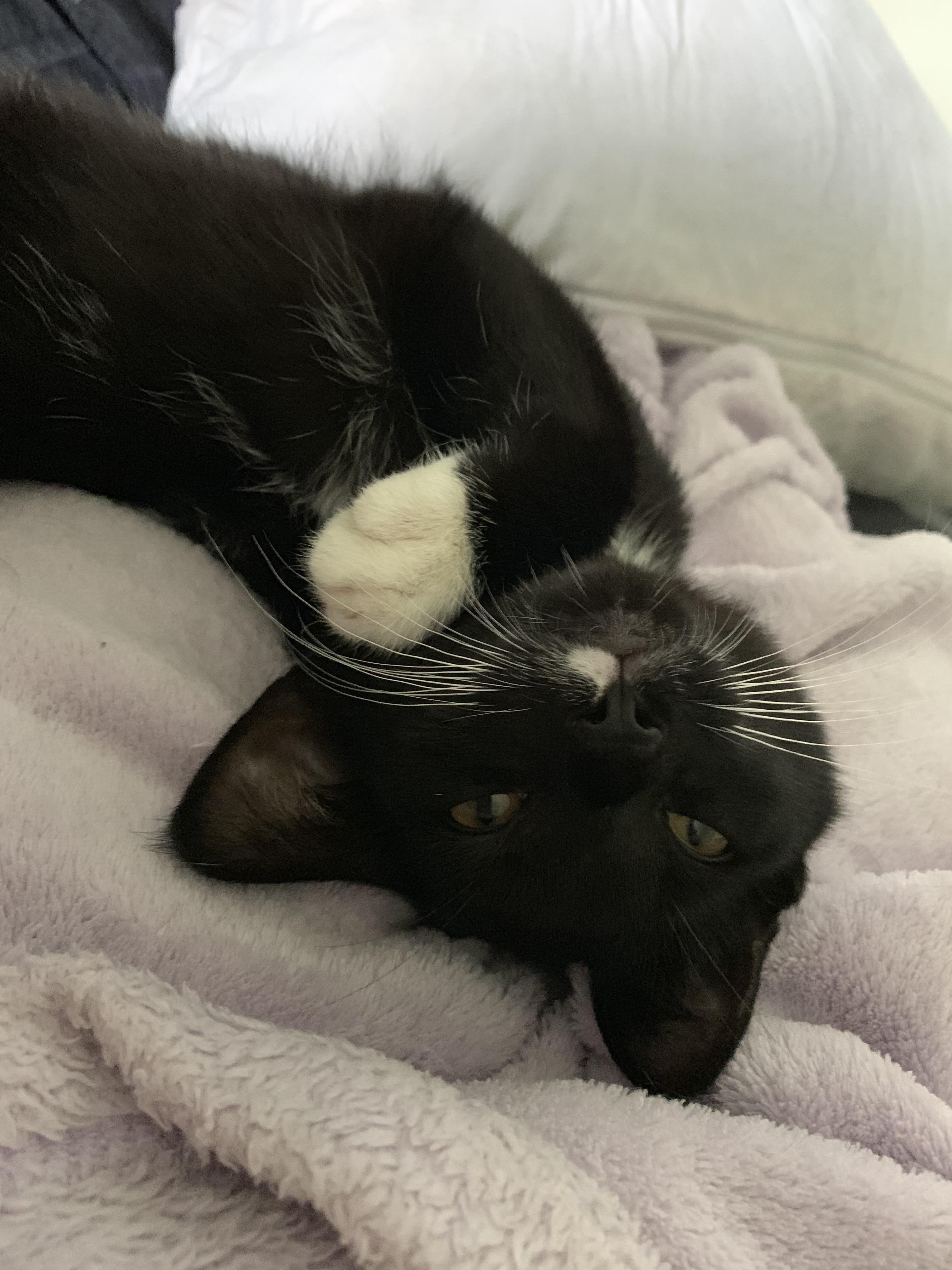 I recently found a kitten outside and have been fostering her. Today