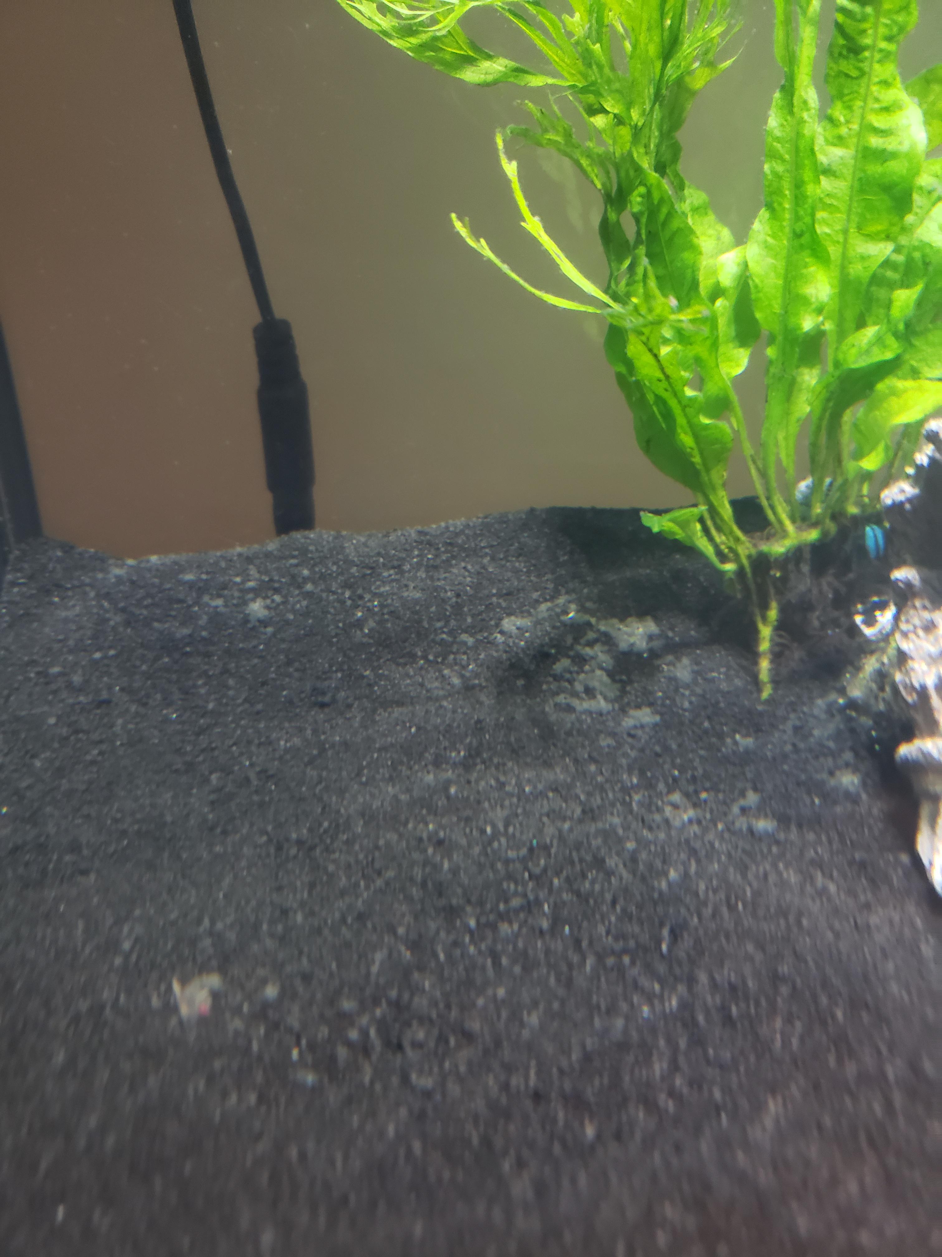 Dirt/fungus like growth in tank in process of cycling, LED lights on 10