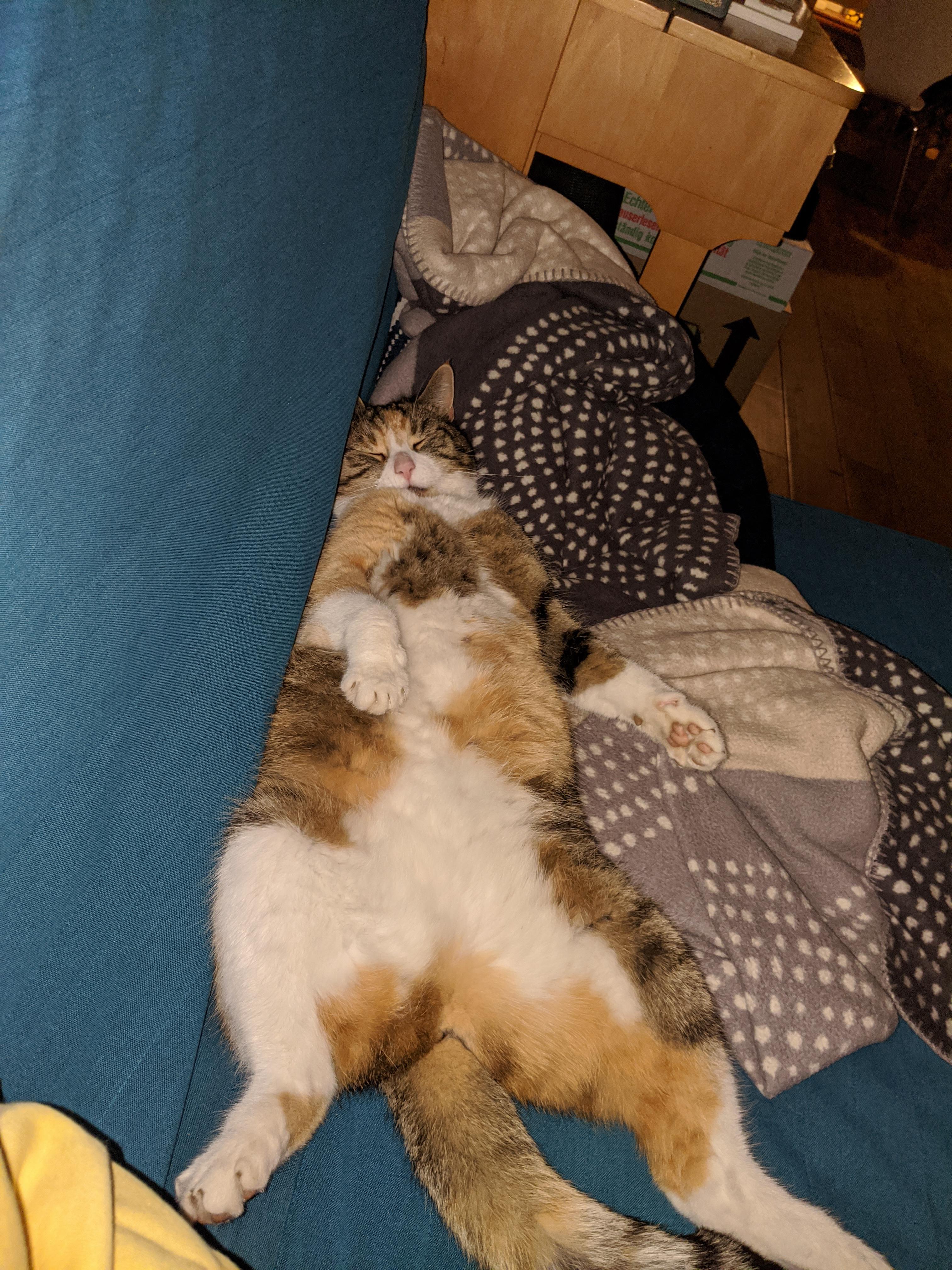 Sleepy cat with big belly r/catbellies
