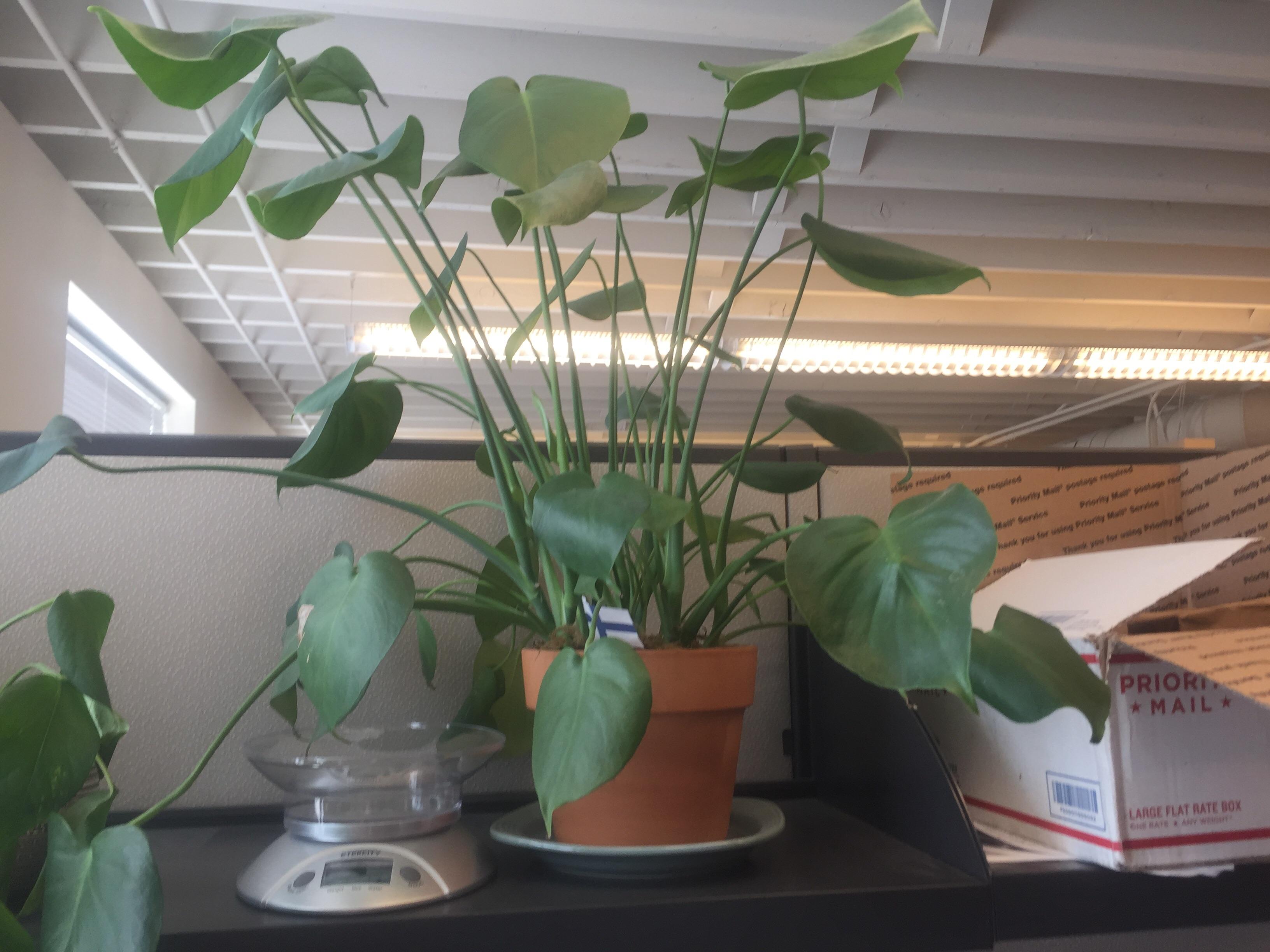 I need an adult to tell me that waiting until spring to repot this guy