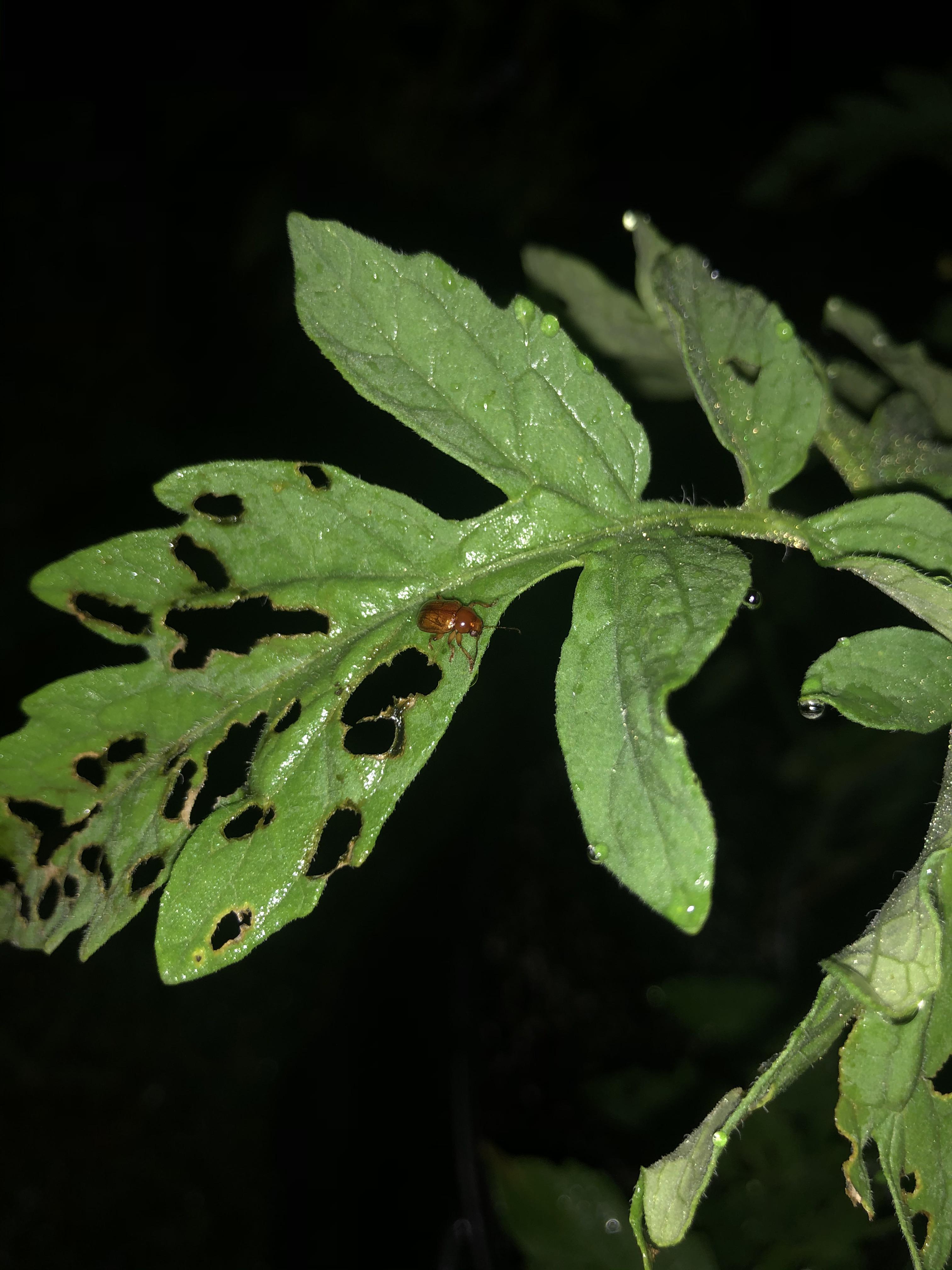 What is eating my tomato plant and what do I do to treat it? r