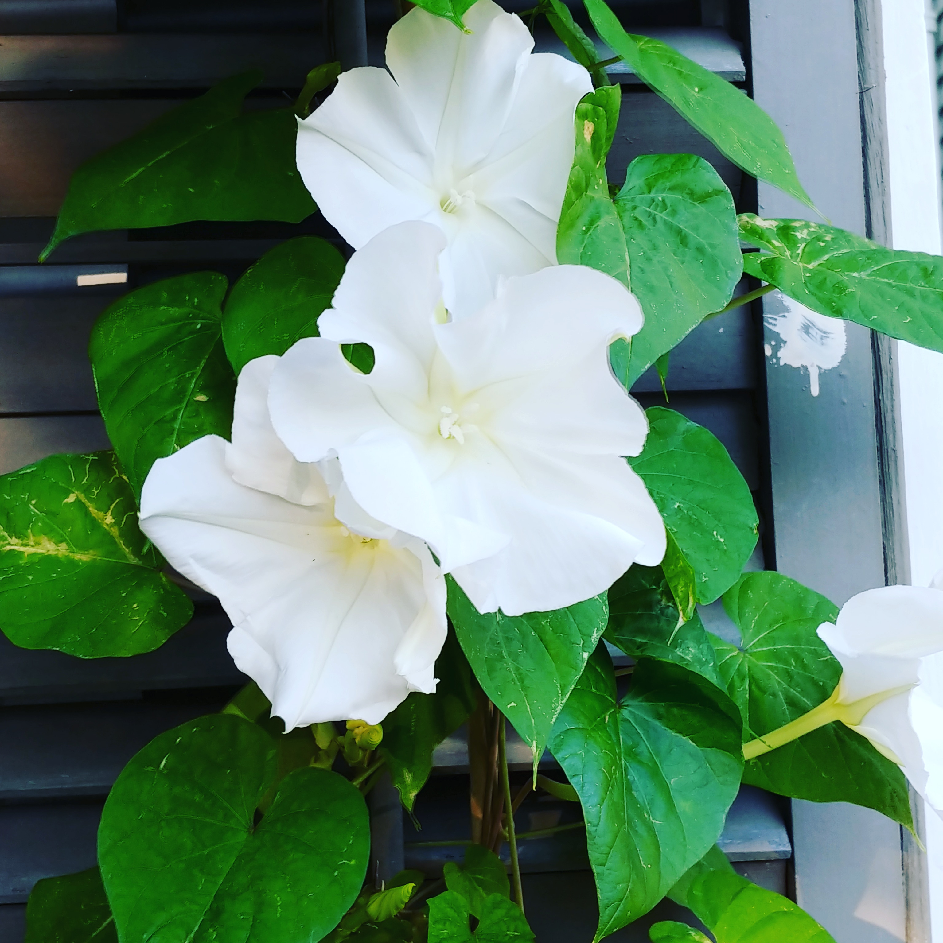 My moonflowers are blooming just in time for Halloween! r/nolagardening
