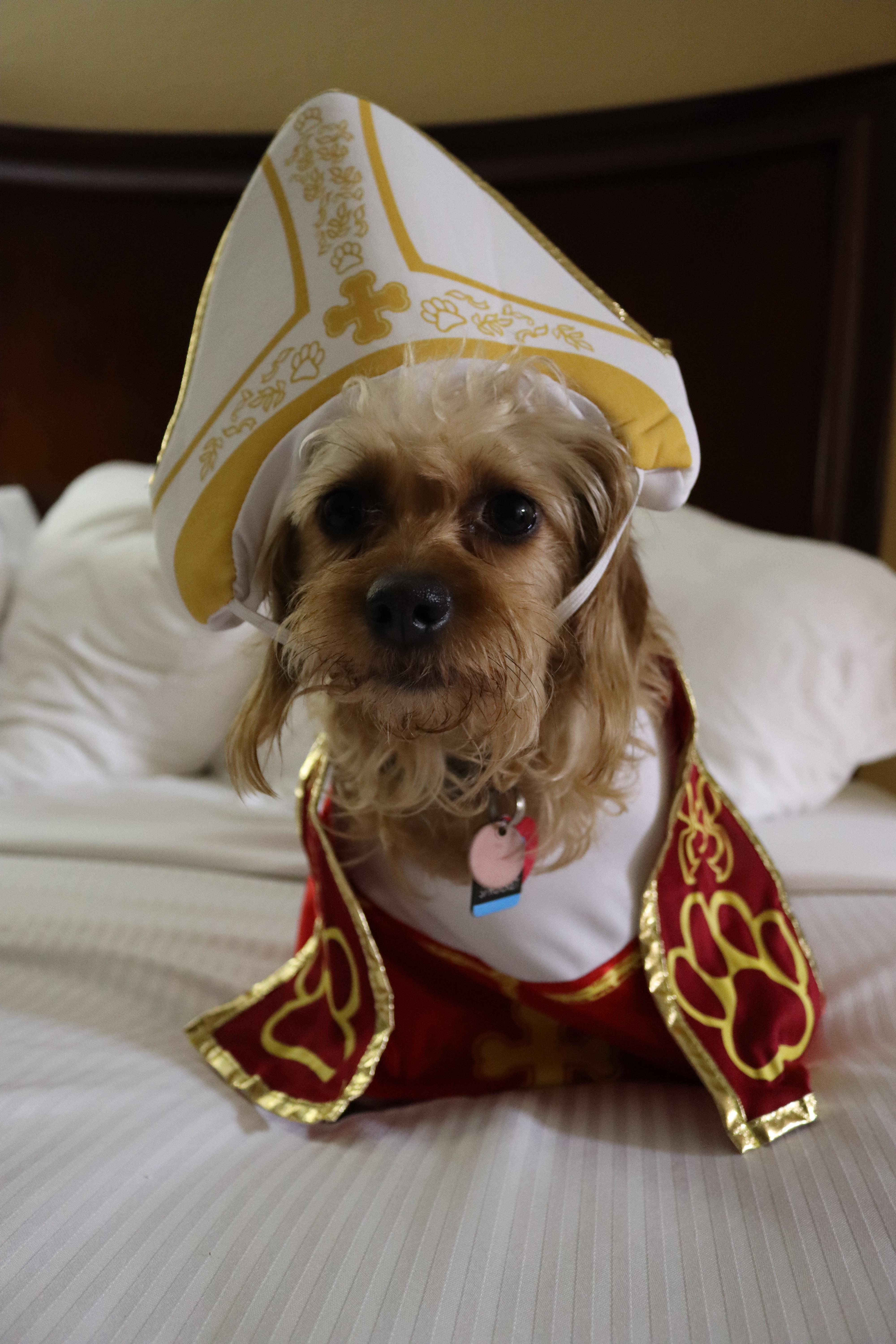 Pope Sprocket VII loves a good 5 dollar Amazon dog costume. r/rarepuppers