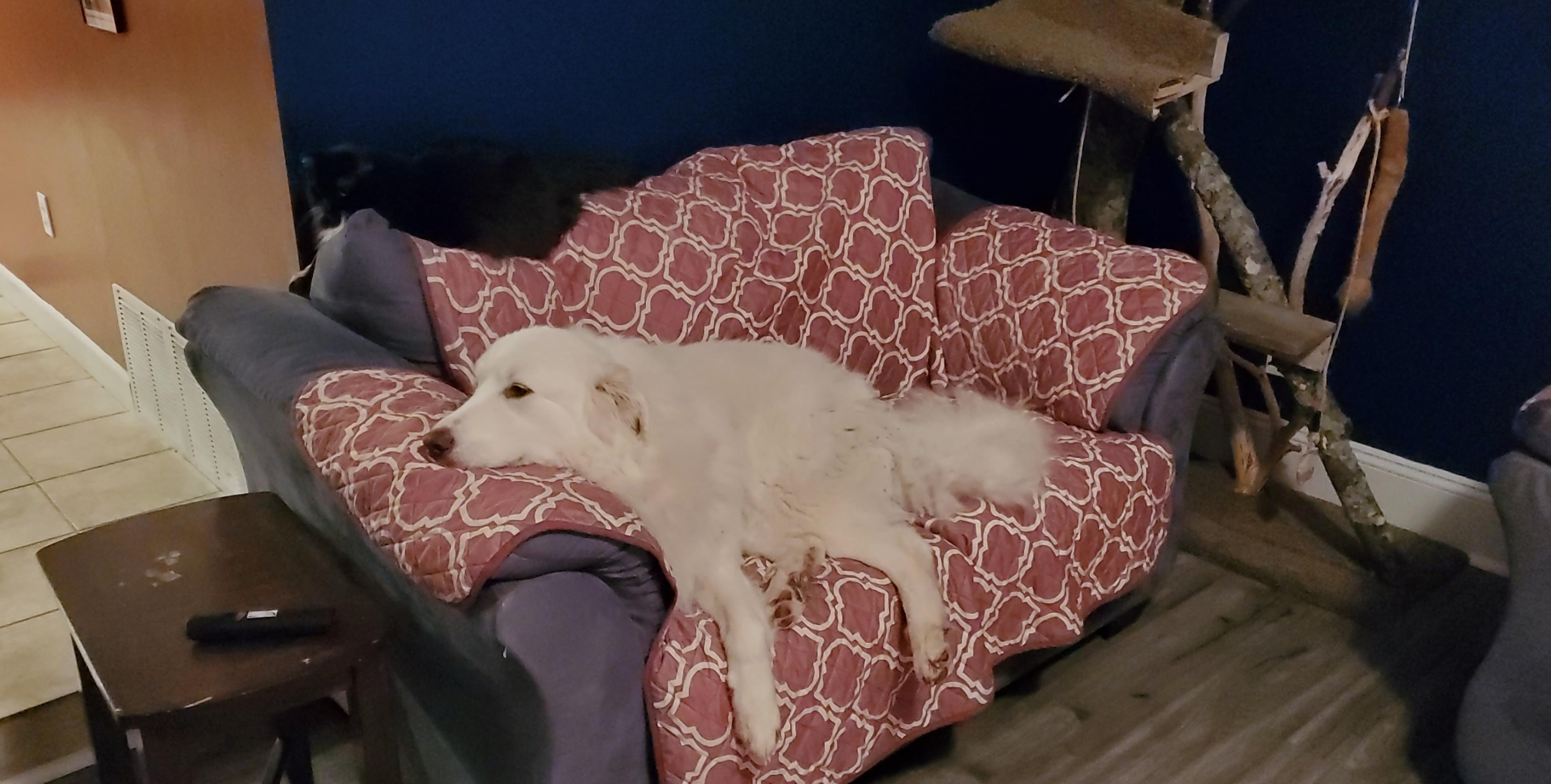 Yes, I'm satisfied with my 400 dog bed. r/greatpyrenees
