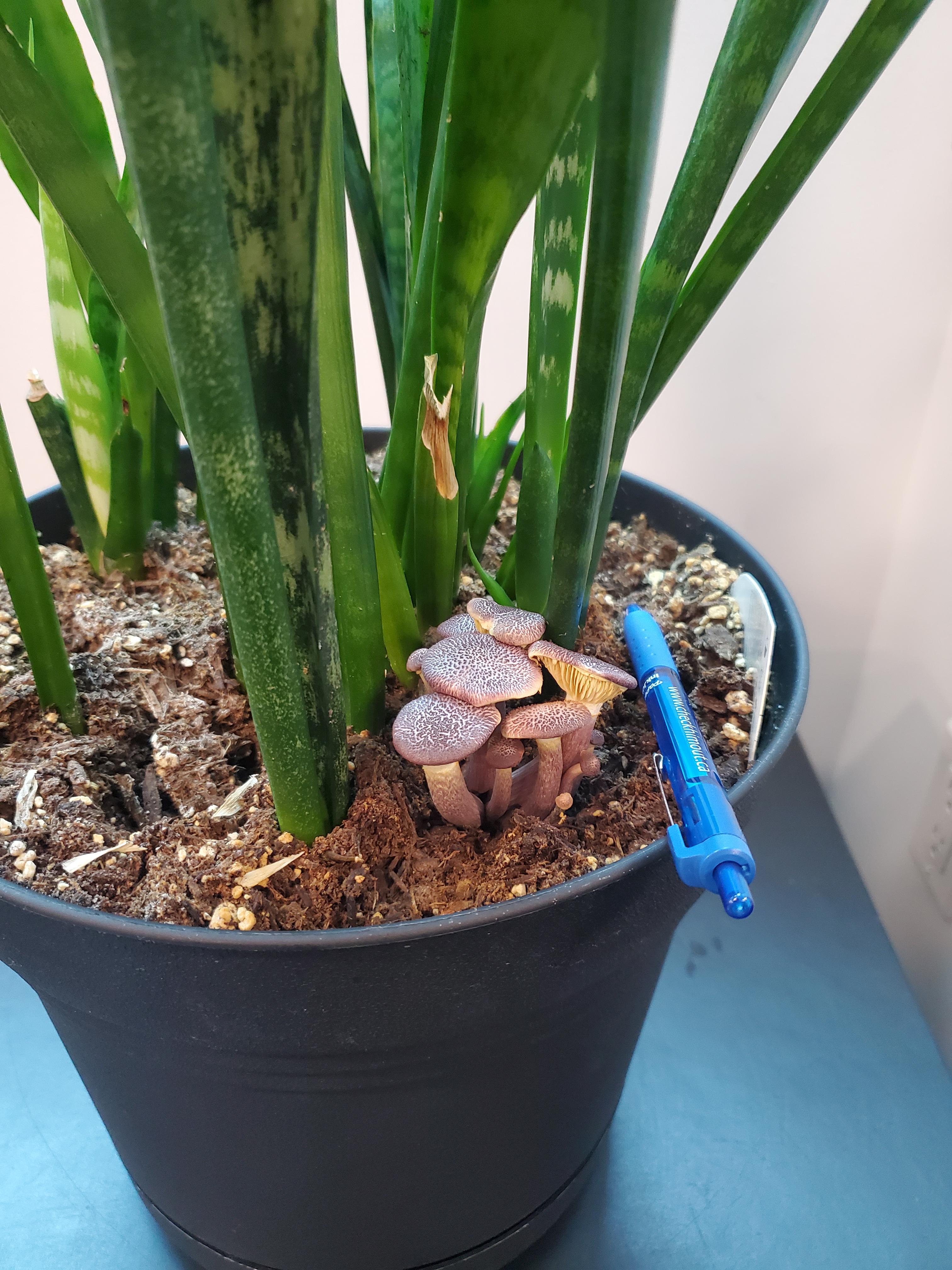 Mushroom growing from soil in snake plant pot. Is it okay? r/plantclinic