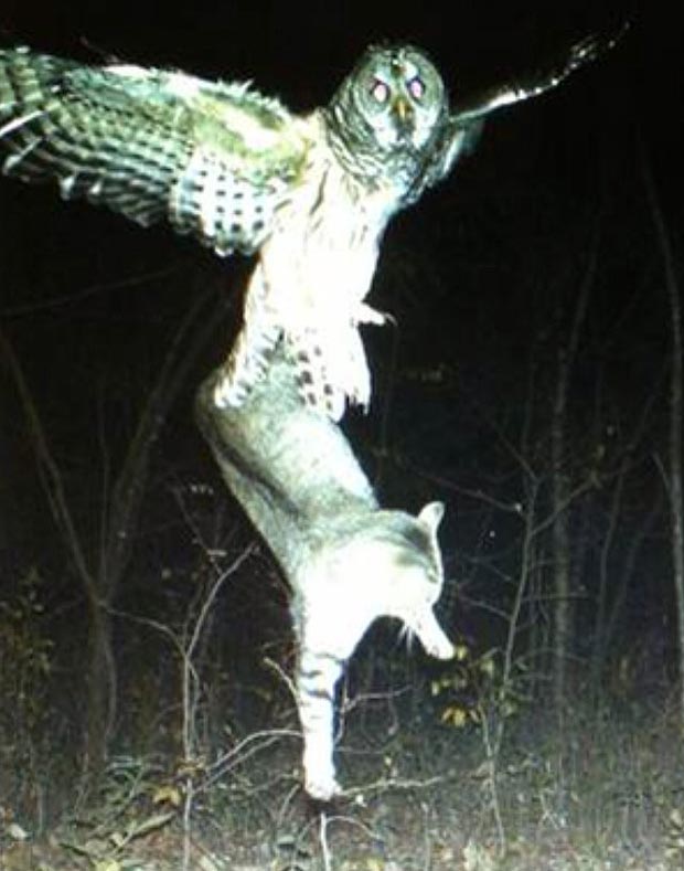 Just an owl catching a cat r/natureismetal