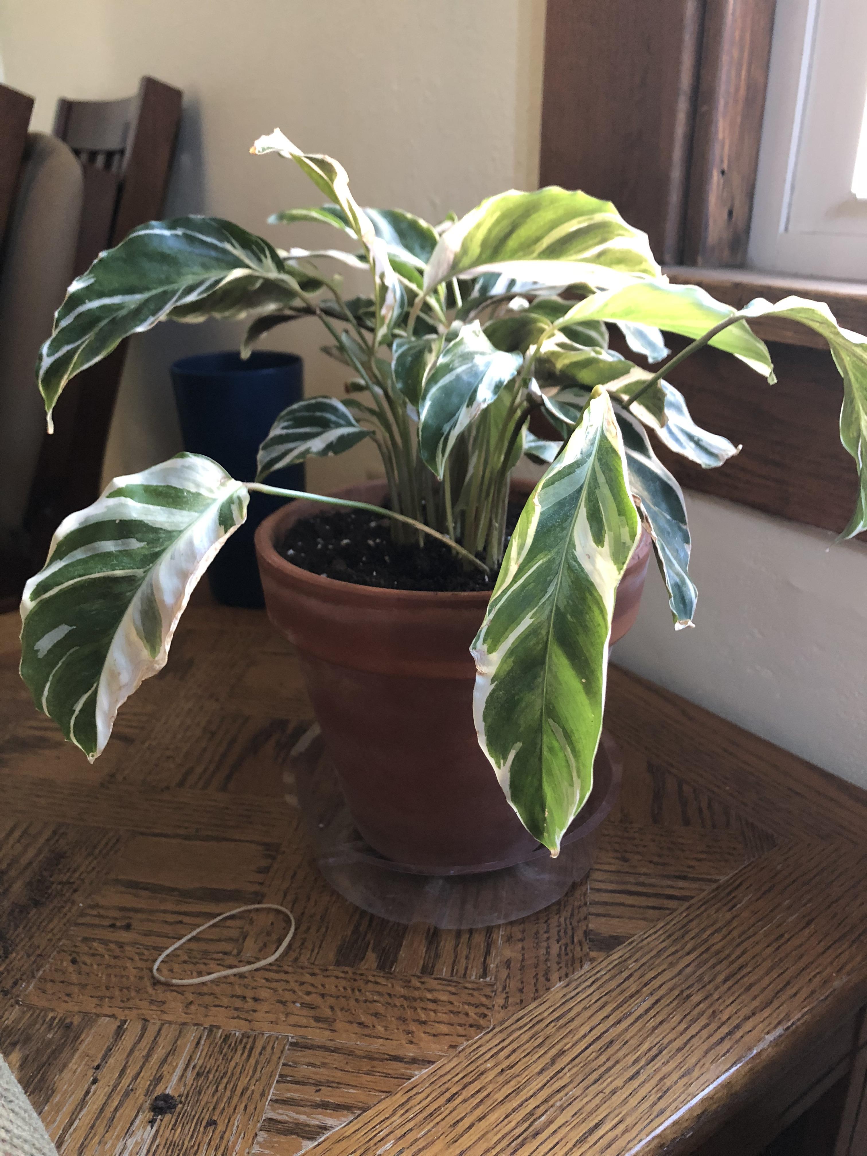 My calathea has been droopy lately and I’m trying to figure out some
