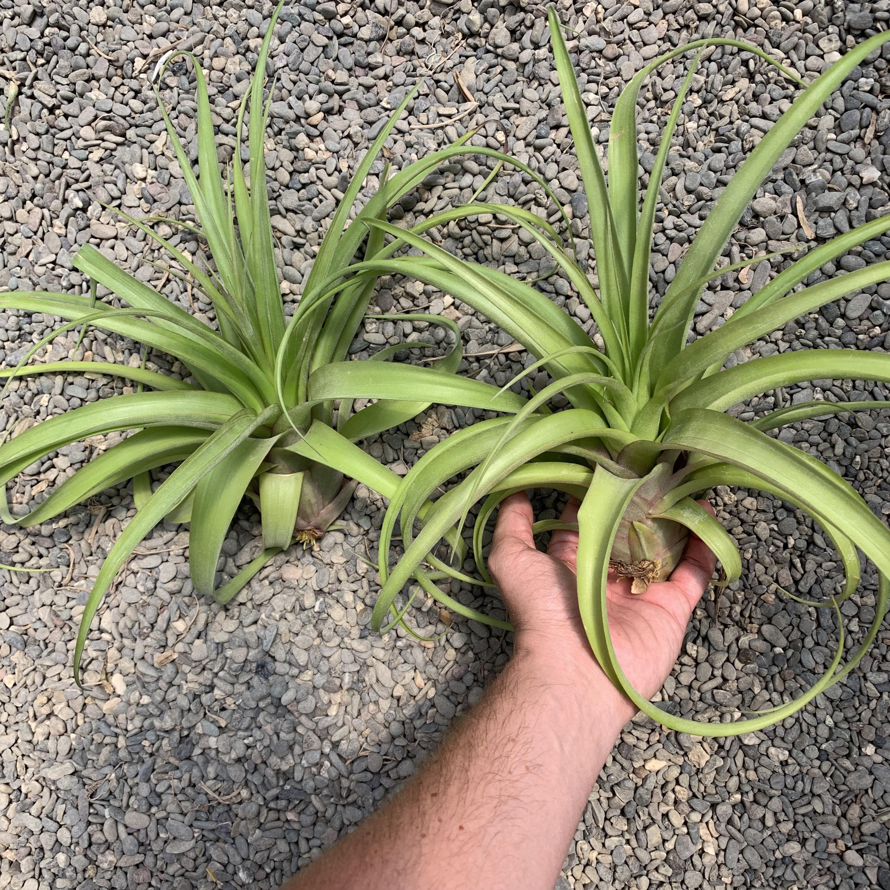 My first and last post about Air Plant Hub (details in