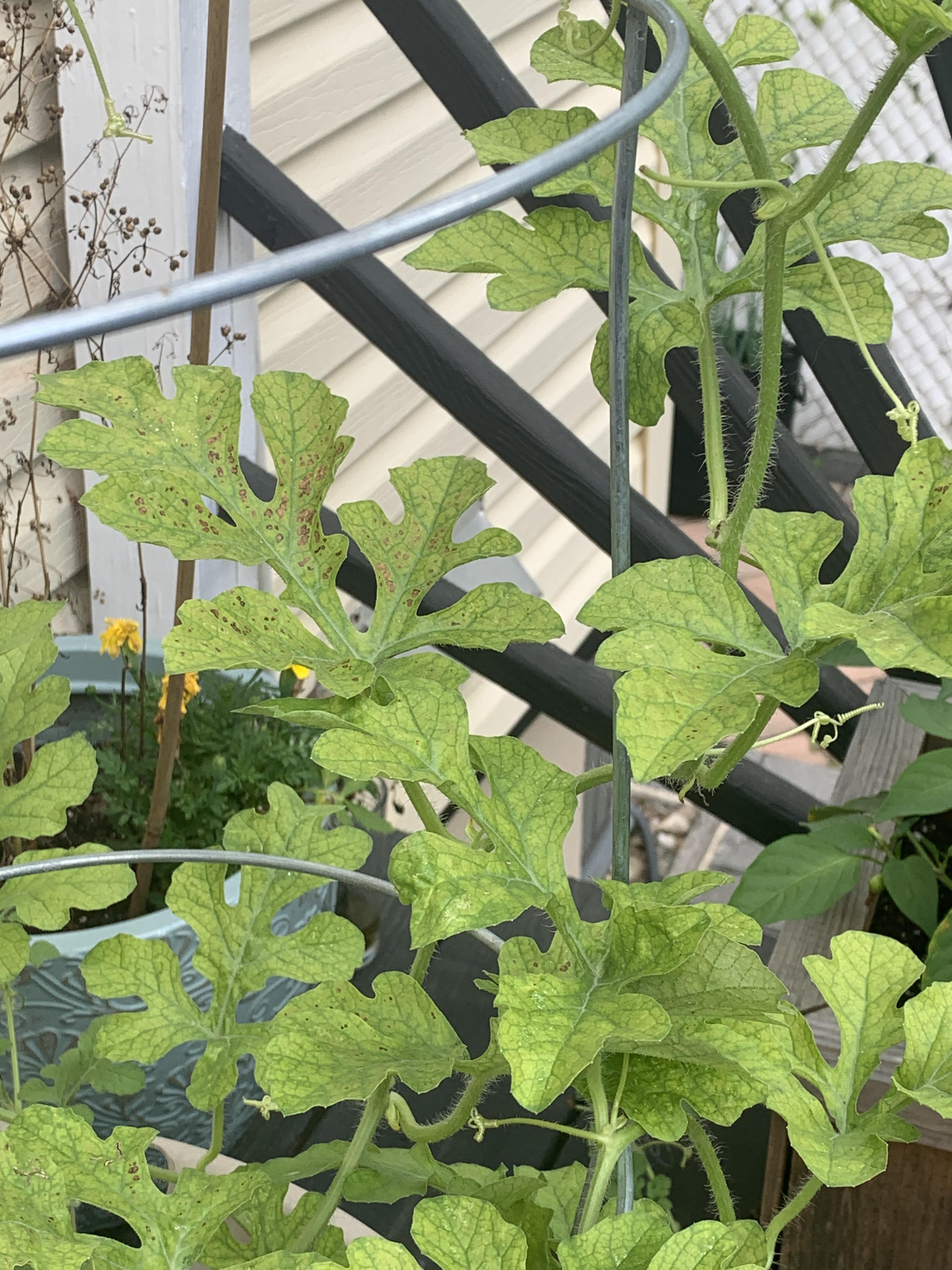 Can anyone tell me why my sugar baby watermelon leaves are turning