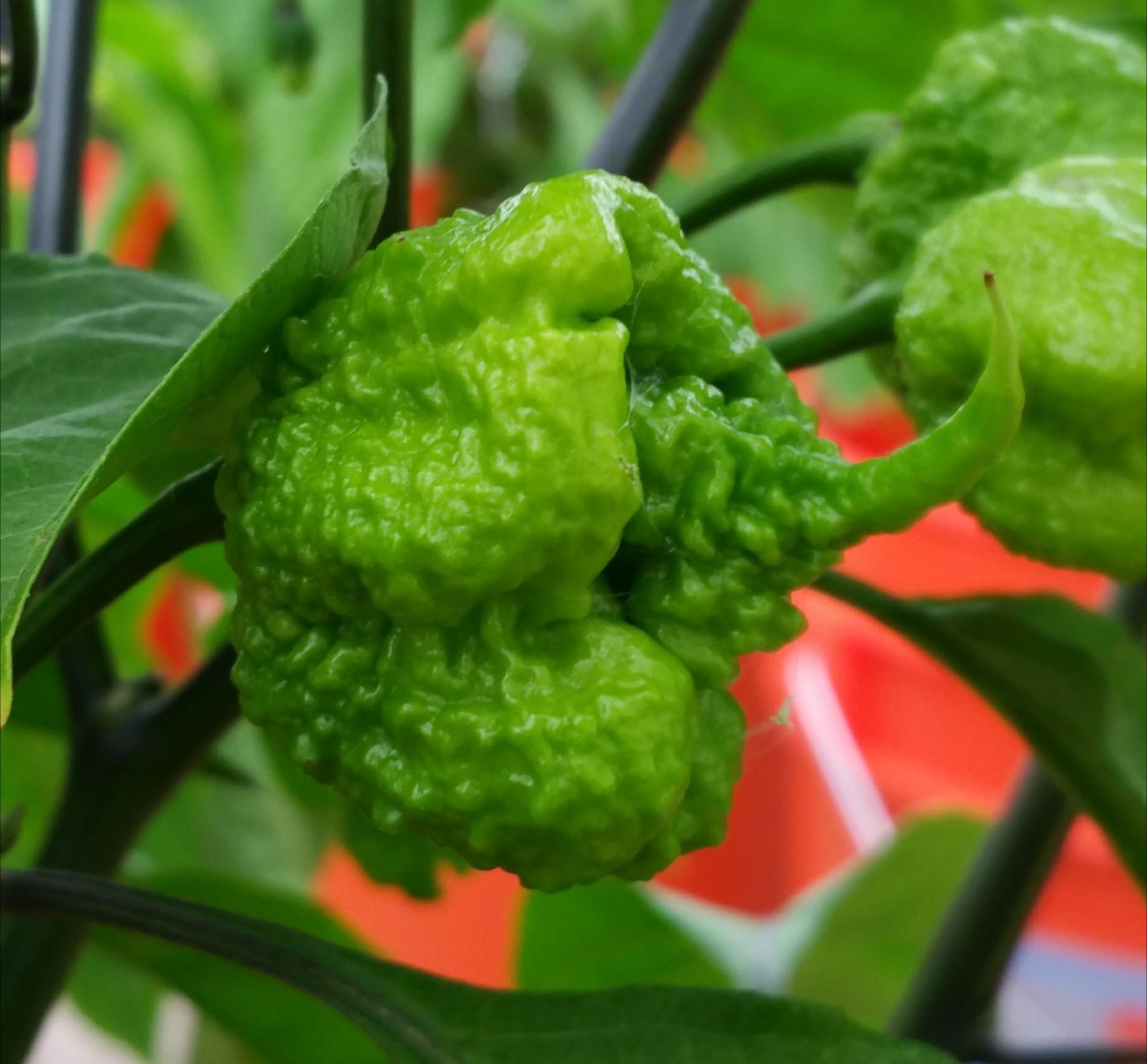 This Carolina Reaper looks insane r/gardening