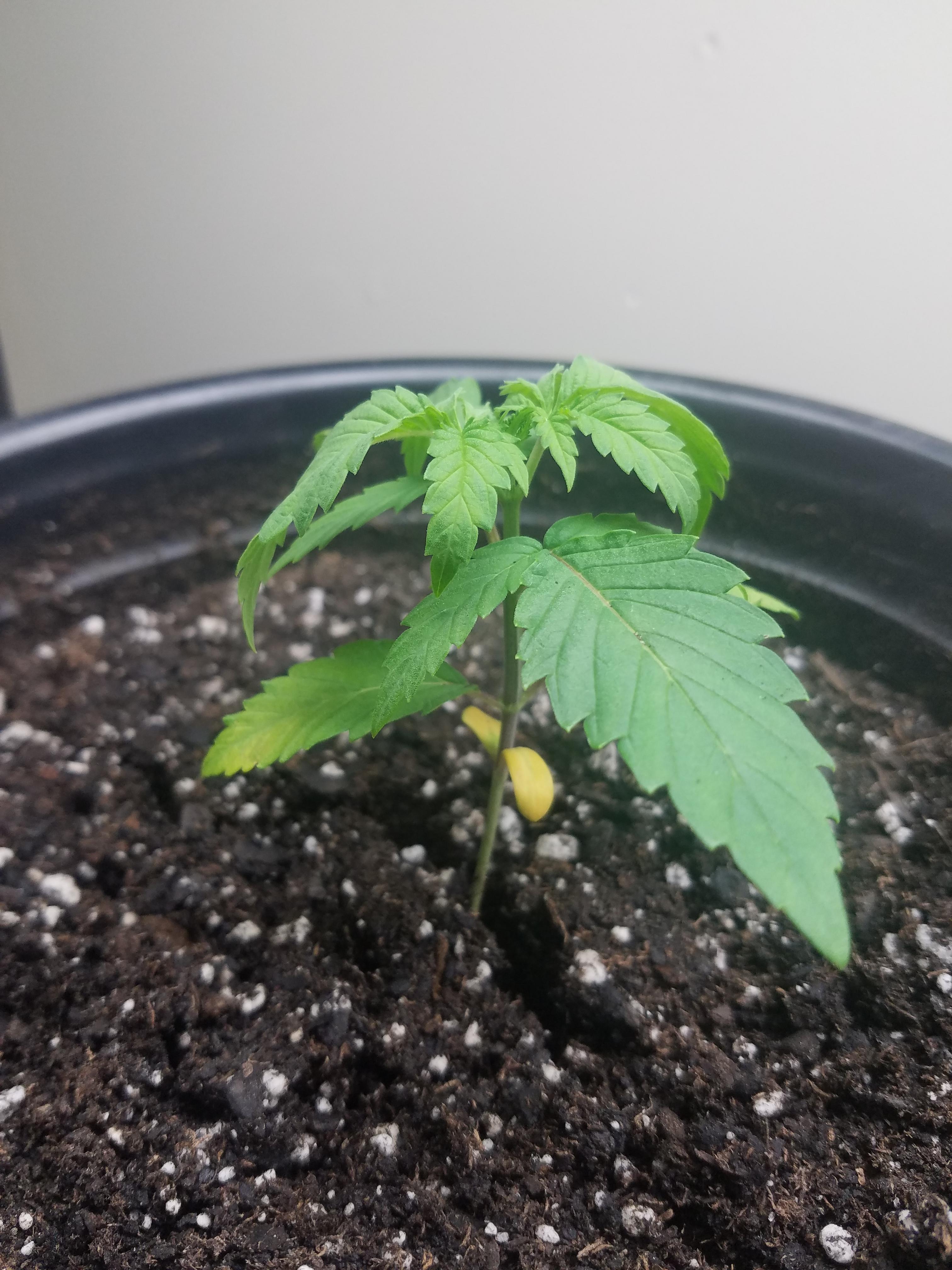 Help. Just transplanted. Roots maxed out last pot. Why is she droopin