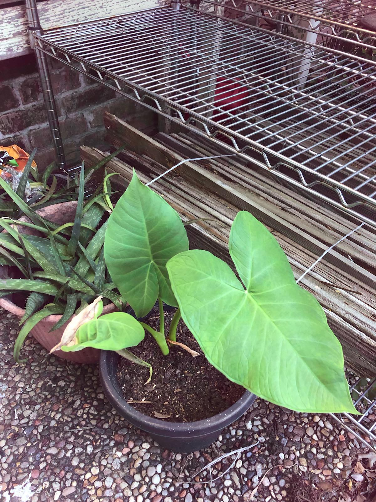 I got these Elephant ears for free from a guy who picks up our coffee