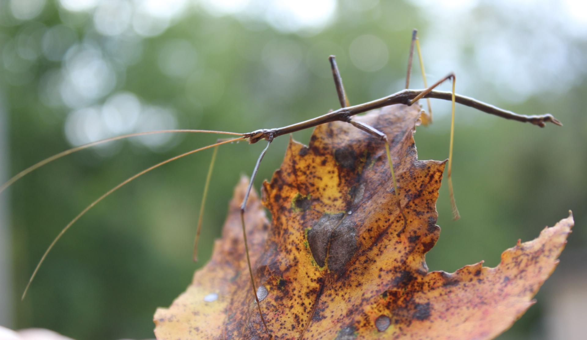 Walking Stick, Greene County, Indiana r/insects