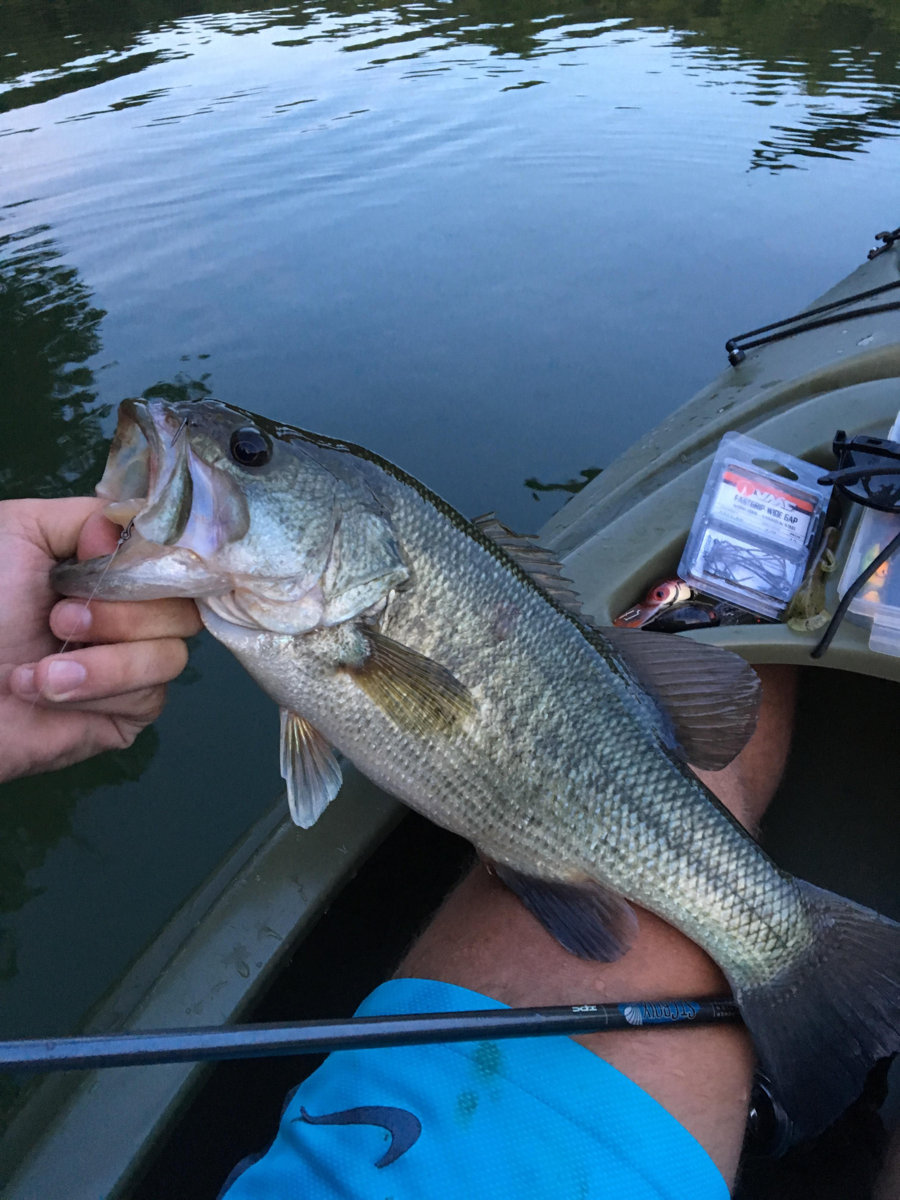 Had some luck kayak fishing on Stonewall Jackson lake. r/Fishing