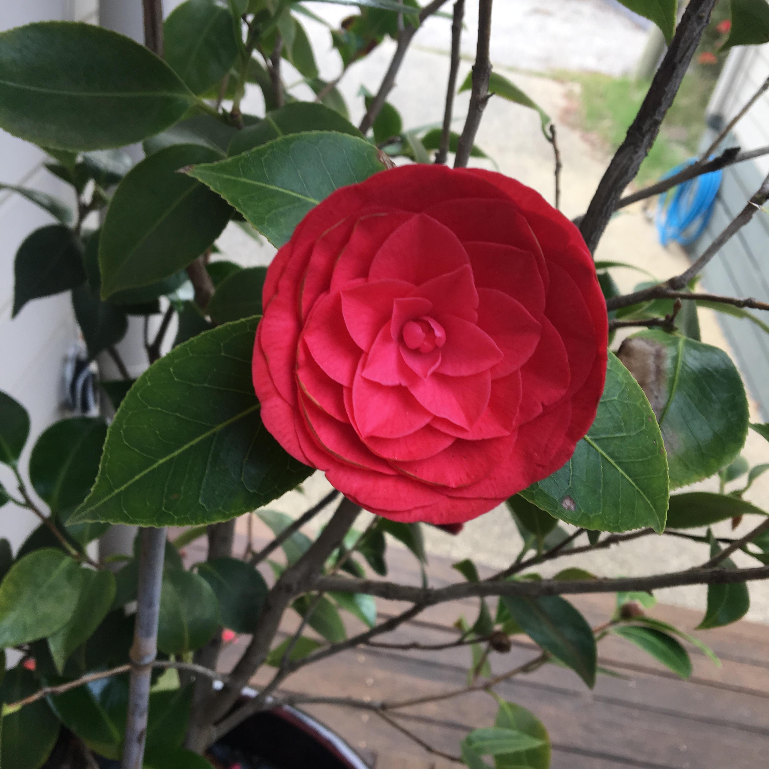 This nearperfectly circular rose in my garden ) oddlysatisfying