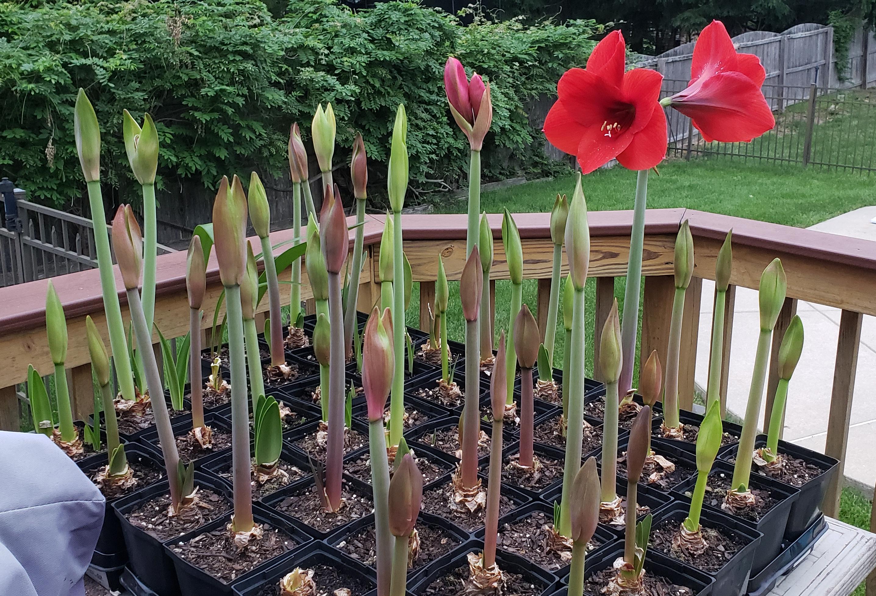 Three years ago, I crosspollinated two amaryllis (Hippeastrum). This
