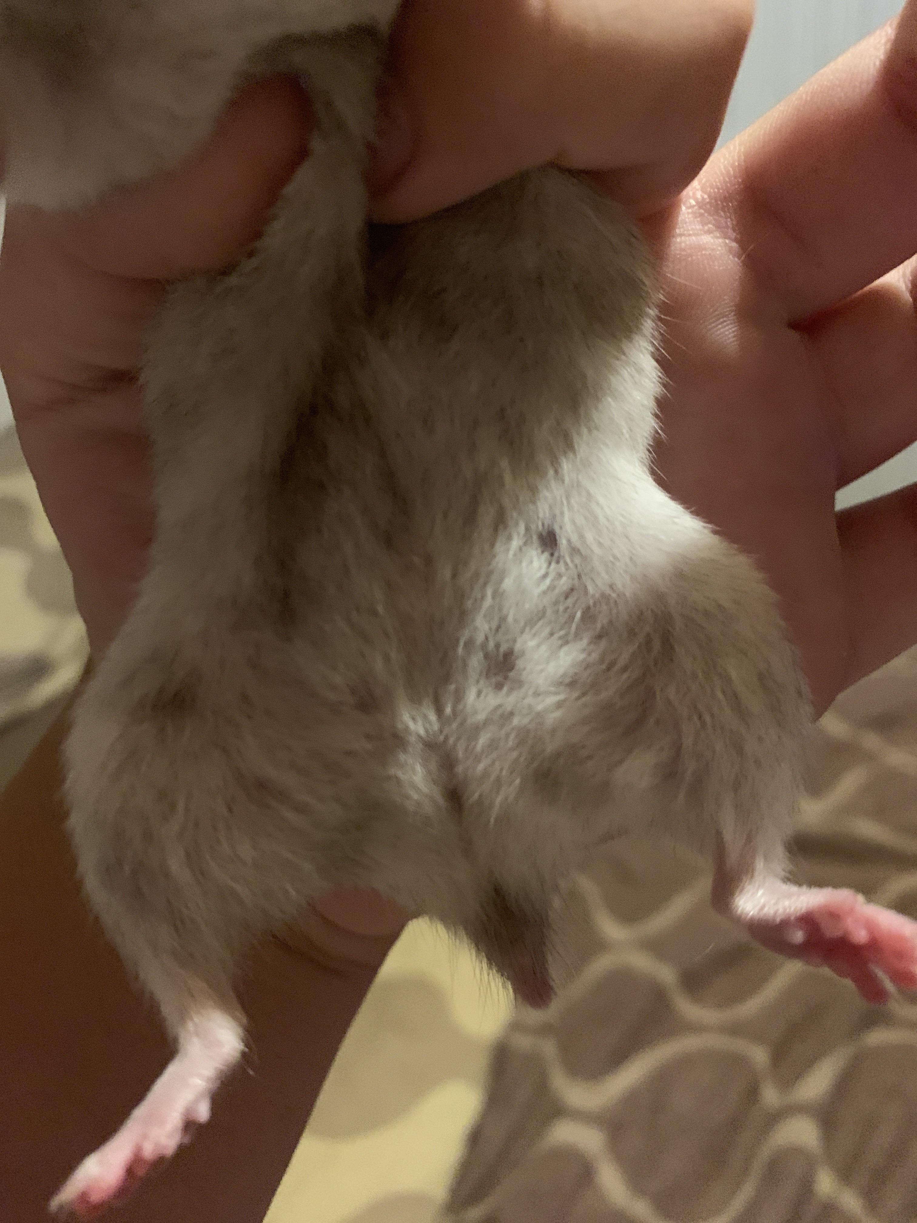 These dark spots suddenly appeared on my hamster should I be concerned