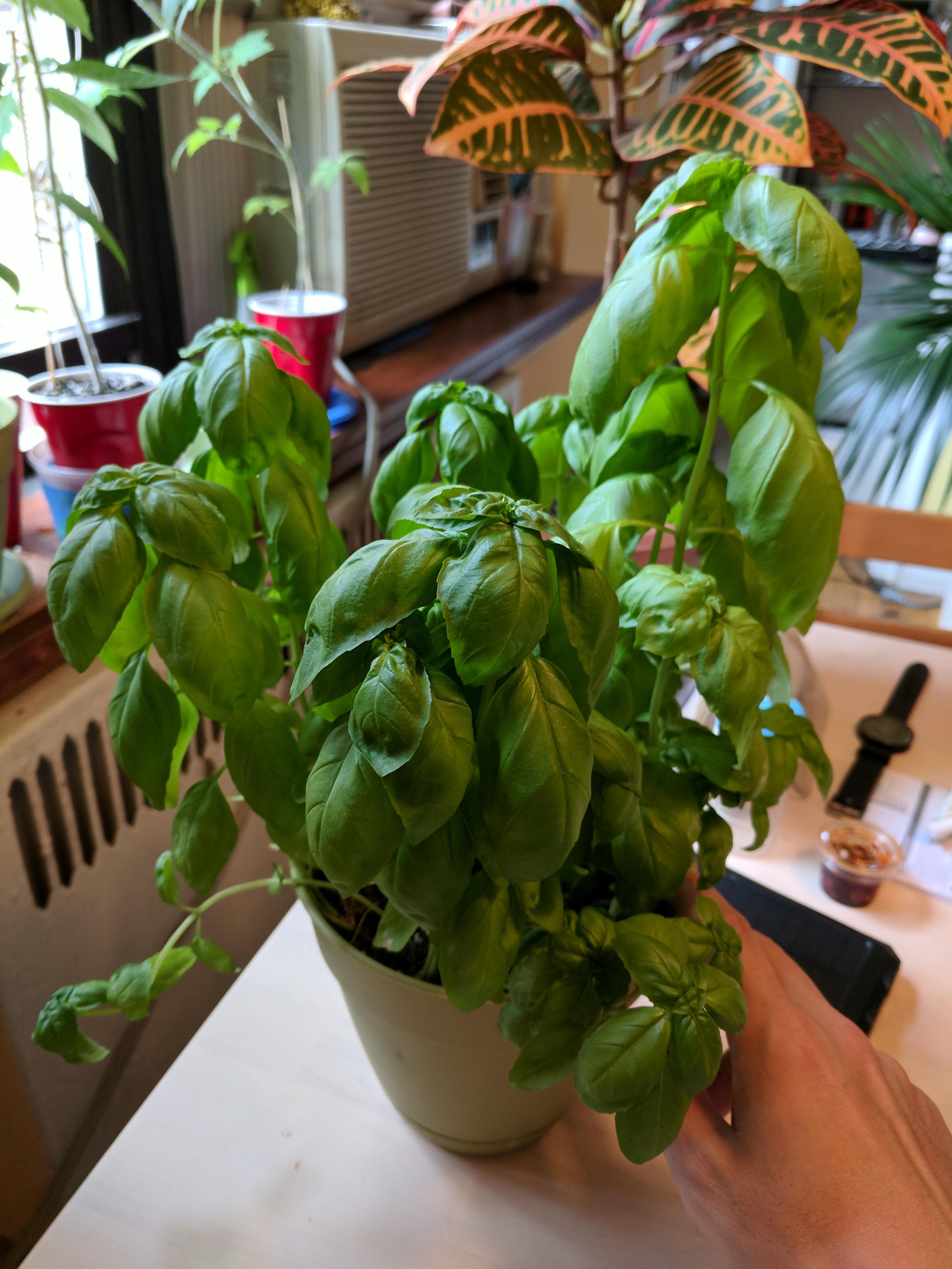 Thai Basil plant from seed wilting and not growing r/plants